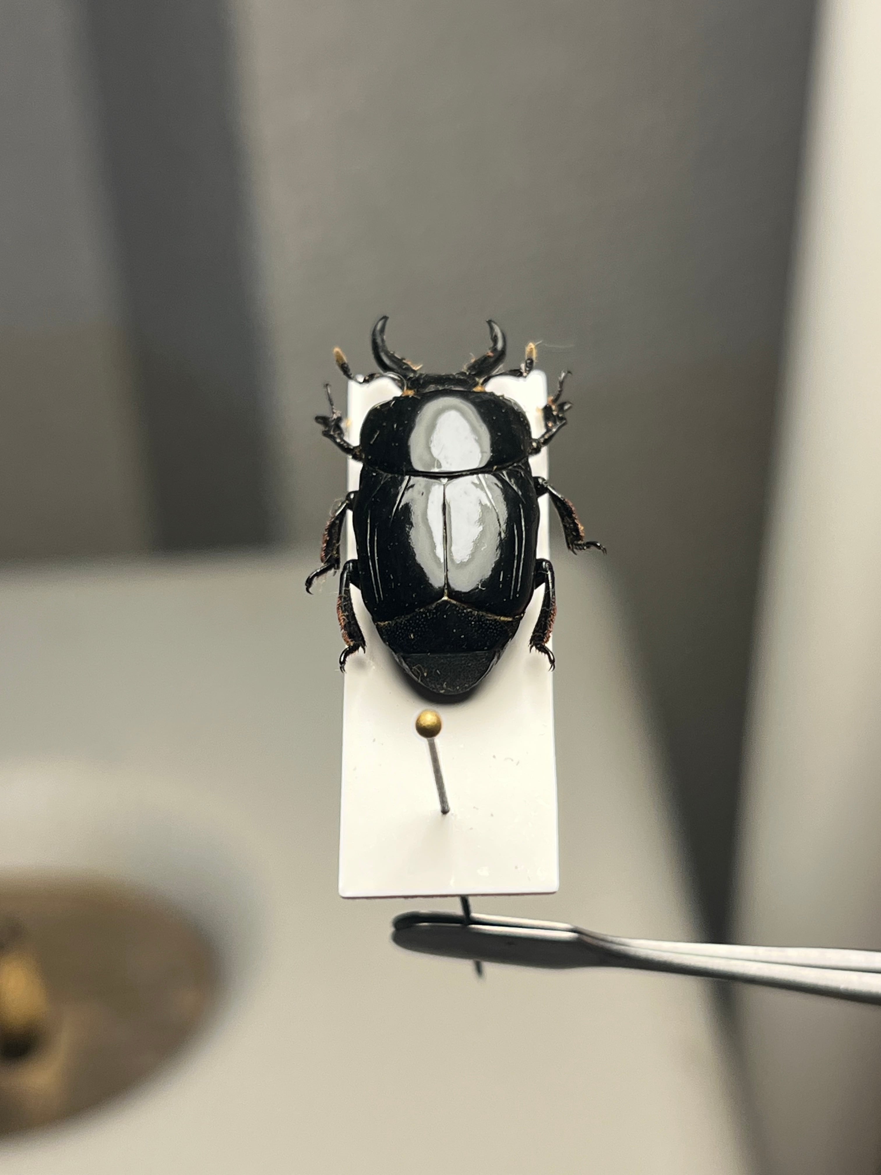 22mm】漆を塗ったかのような艶感が美しいエンマムシの一種 ボツワナ産