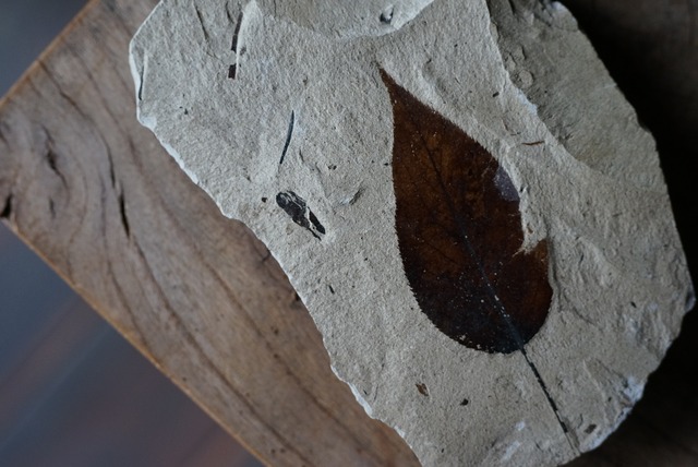 木の葉 化石 Fossil Leaf　③