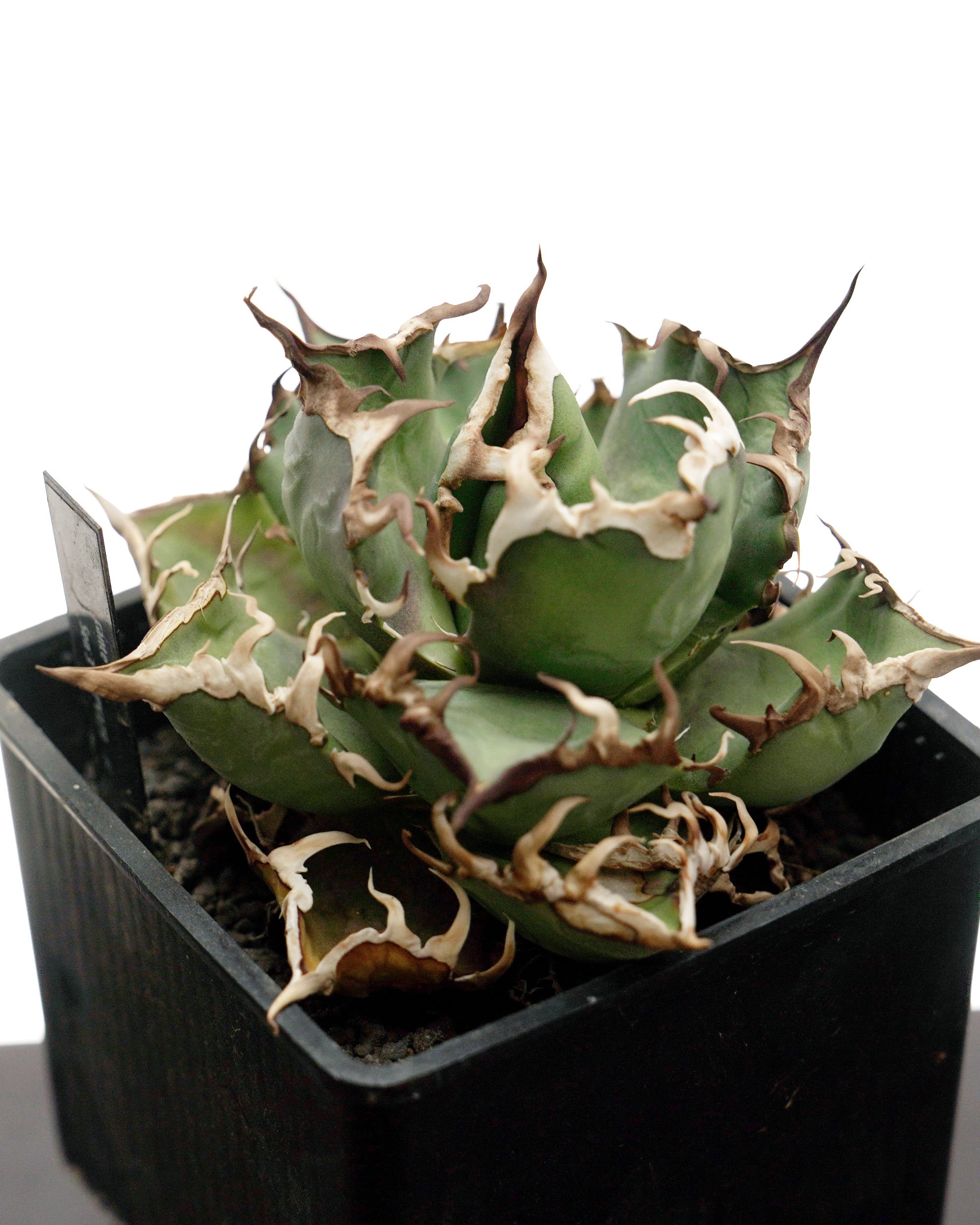 アロエ・アガベ | PUKUBOOK SUCCULENTS