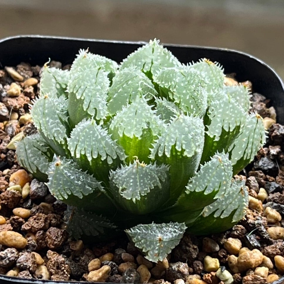 ハオルチア 氷皇 綴化変異株 | mocono_plants