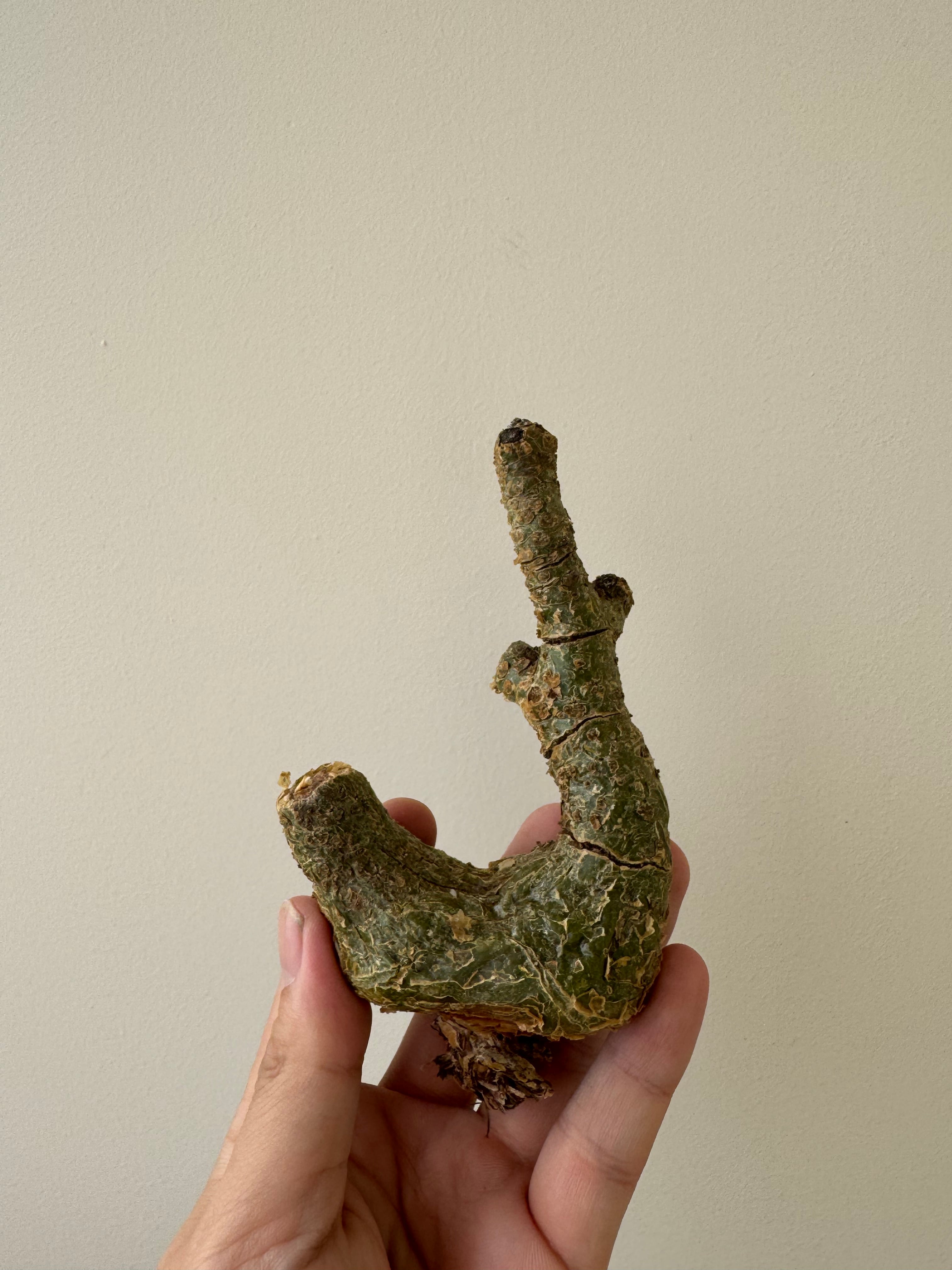 新着】Tylecodon pearsonii 3【1/6までの販売・発根管理用にシンプル