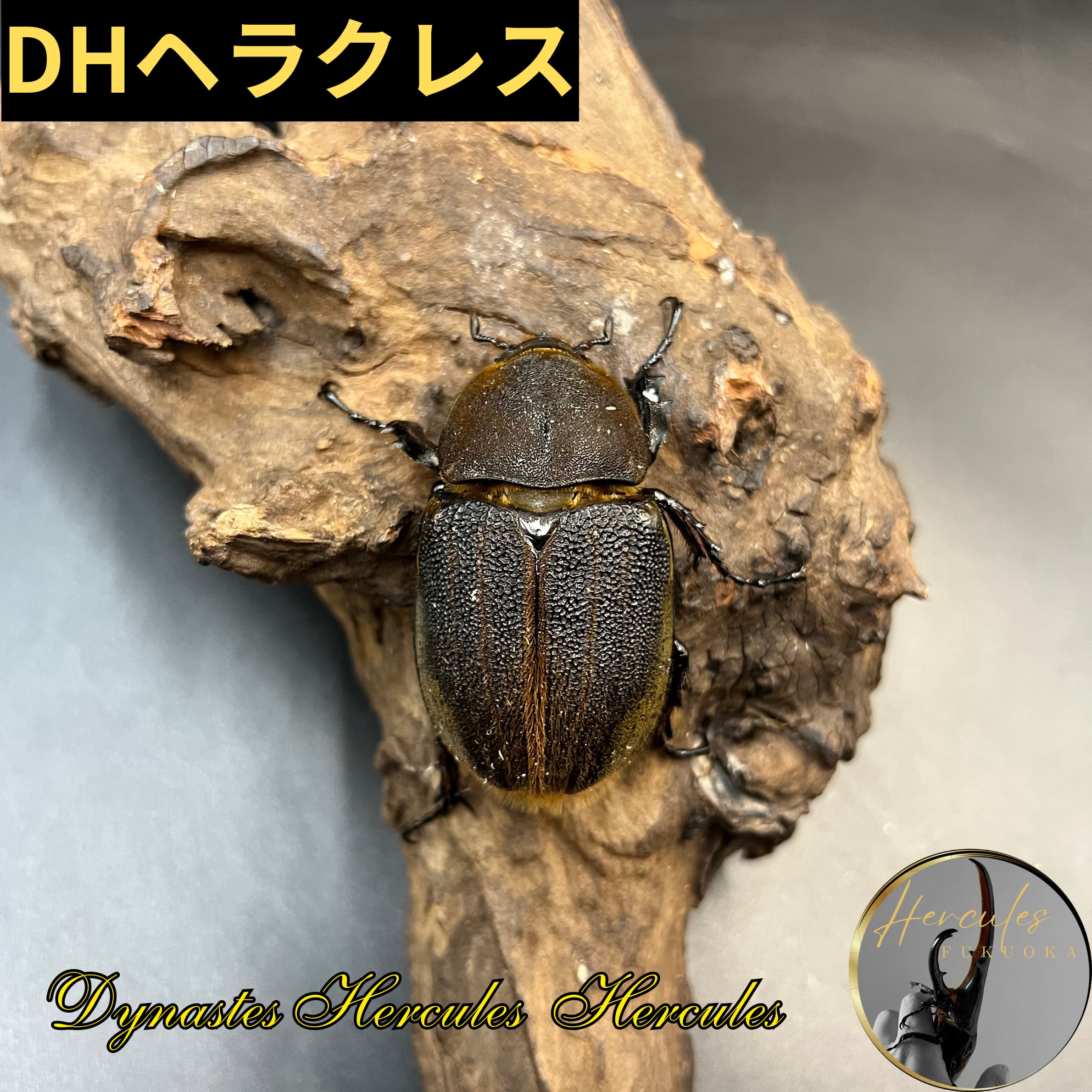 DH ☆カブクワブリード研究所☆ DHヘラクレス 161mm×67mm ペア 後食済 