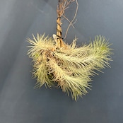 チランジア フンキアナ クランプ【975】