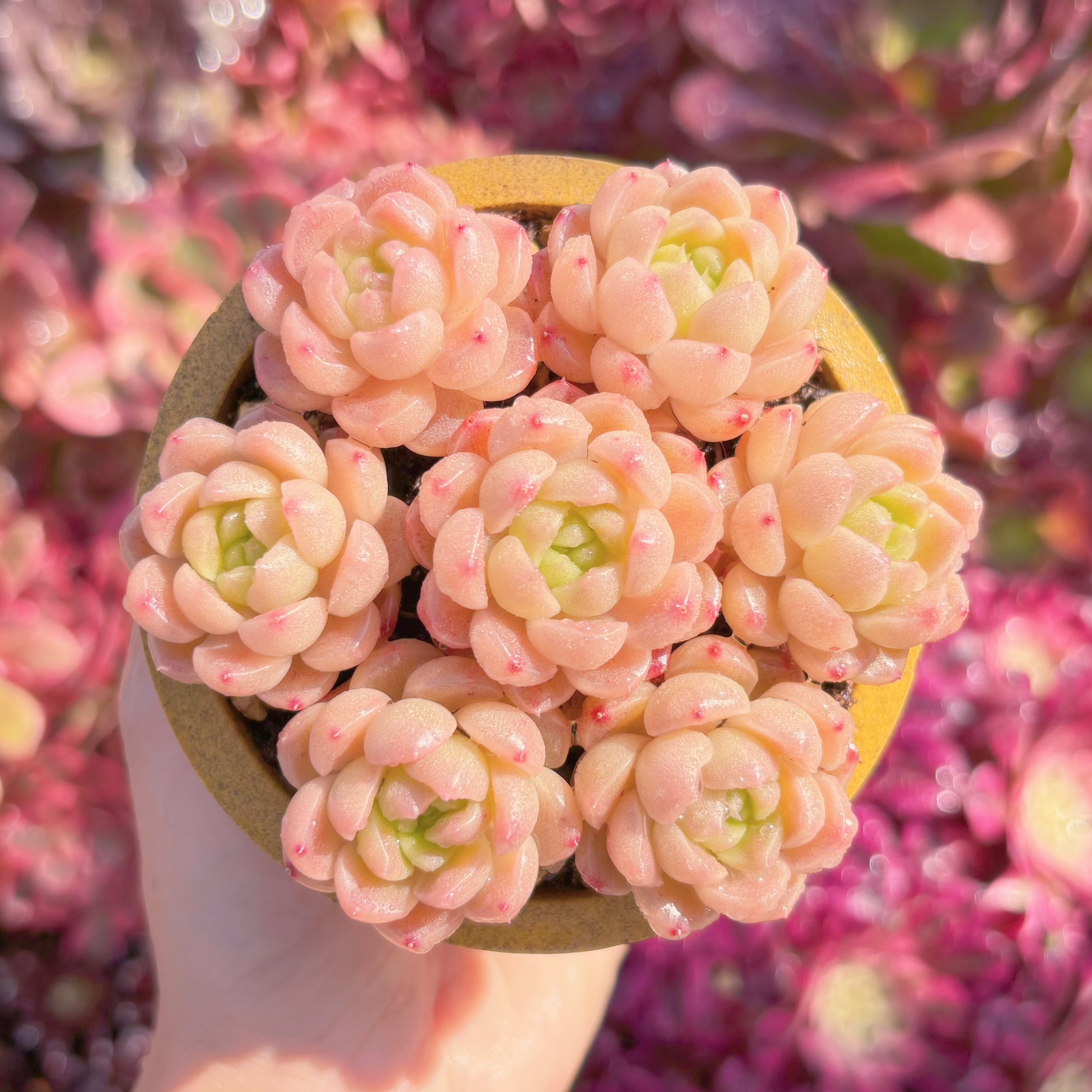 多肉植物　チョコムース(7苗)　新入荷　るる農園