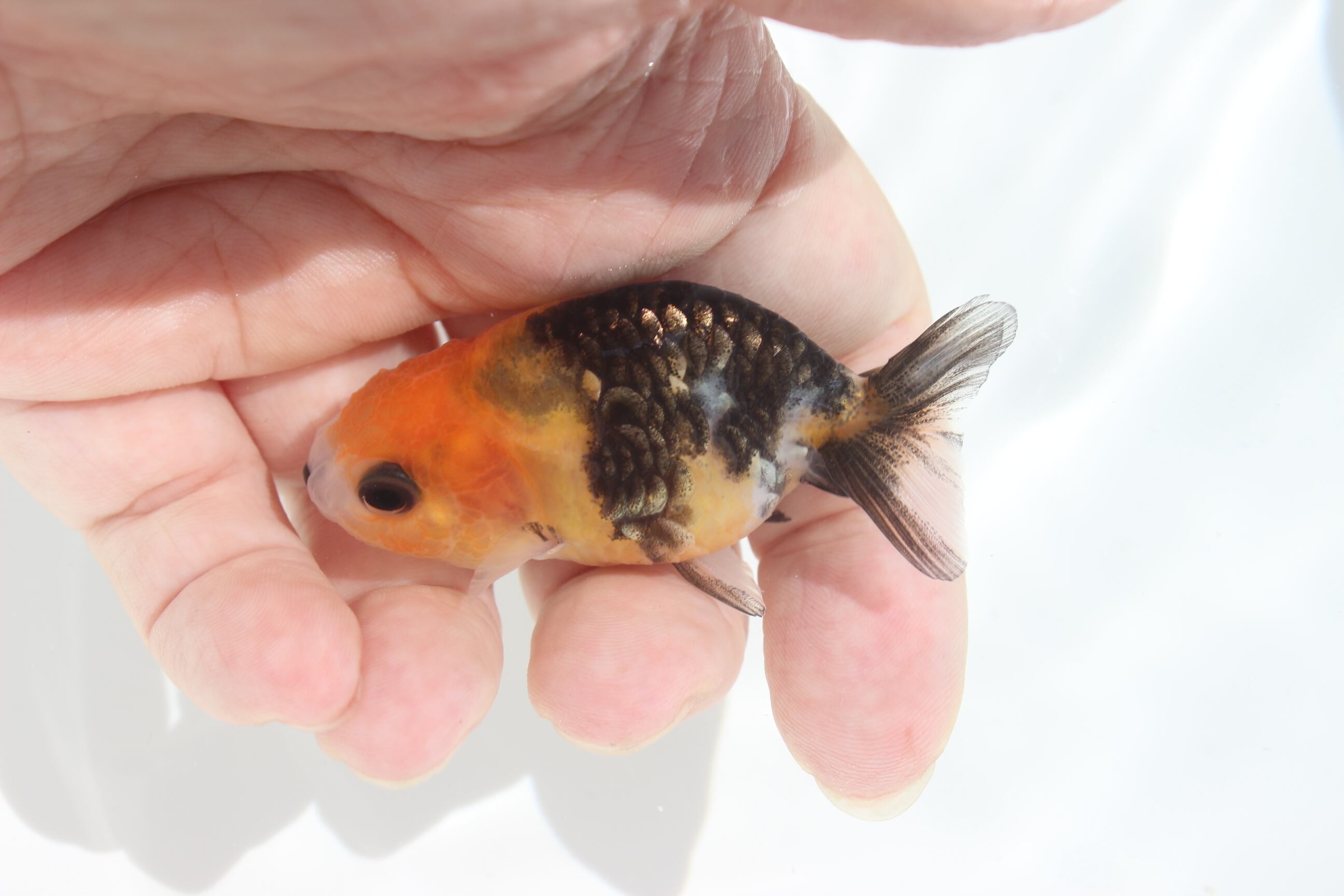 はなはな様確認用 はなはな】江戸錦 二歳魚 約11cm (動画あり) ① はなはな江戸錦 【公式