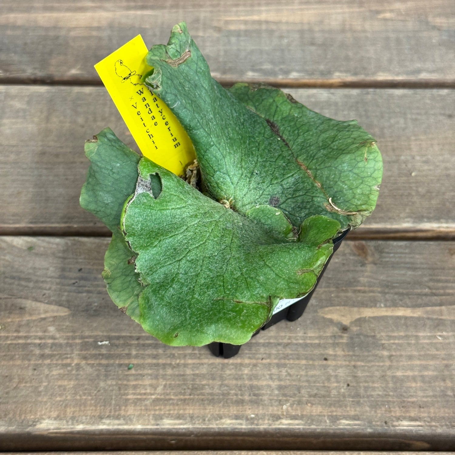 P. Wandae. 中株 P.wandae | naturefix