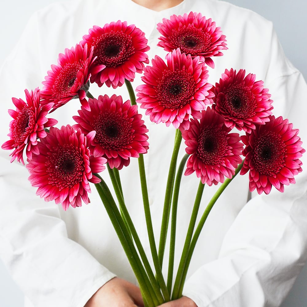 ガーベラ レンブラント 10本 Jaハイナン 送料込 よいはな Yoihana 最高品質のお花をお届けするネット通販 ガーベラ レンブラント 10本 Jaハイナン 送料込 よいはな Yoihana 最高品質のお花をお届けするネット通販