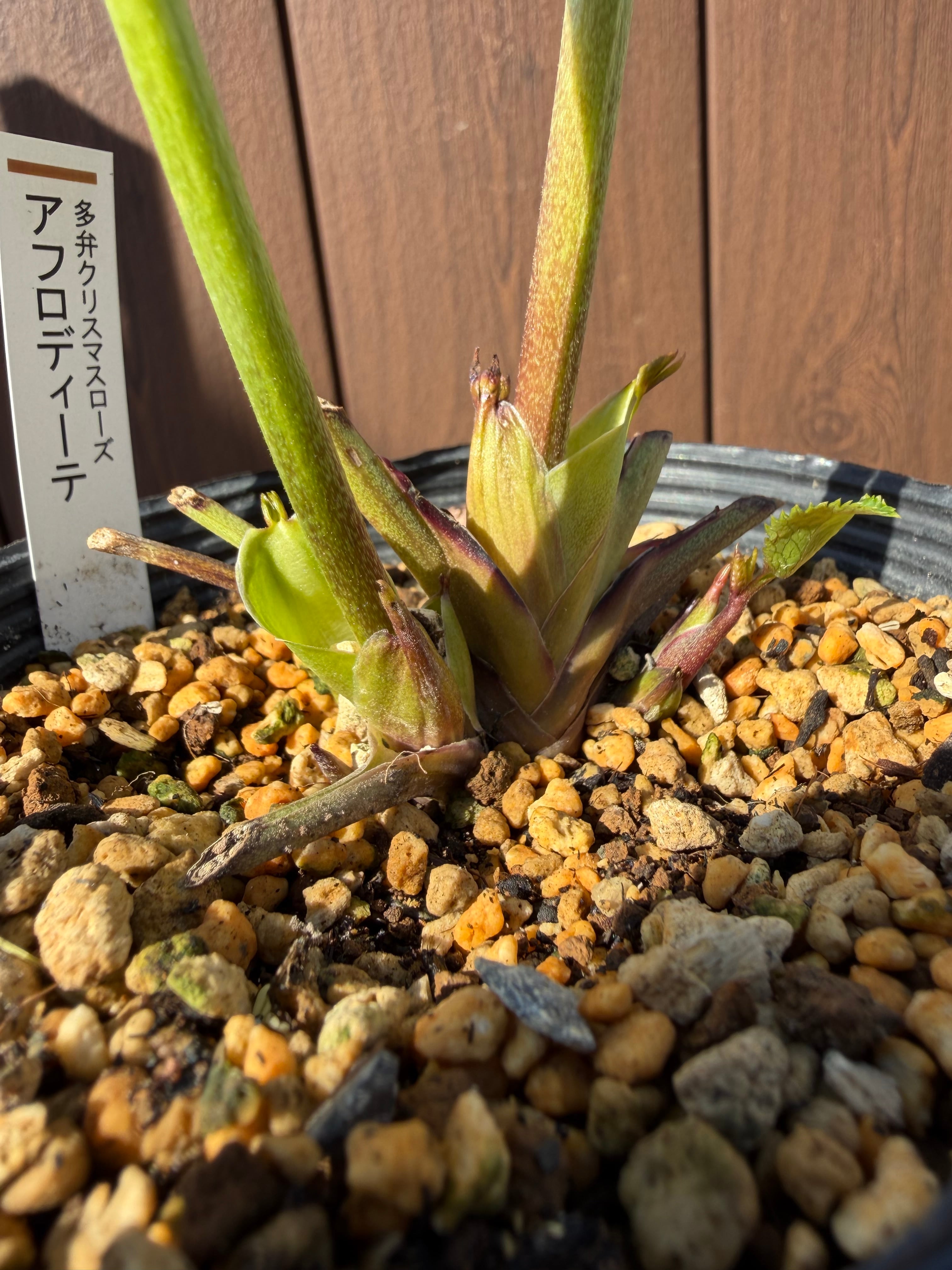 アフロディーテ フル系×超アフロ交配 加藤農園 クリスマスローズ