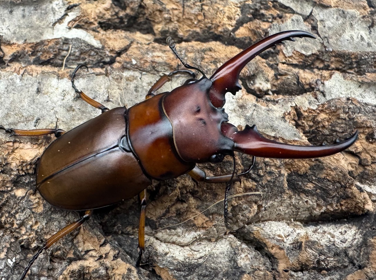 【WF3】《アスタコイデスノコギリ亜種ミズヌマイ 52mm ペア》