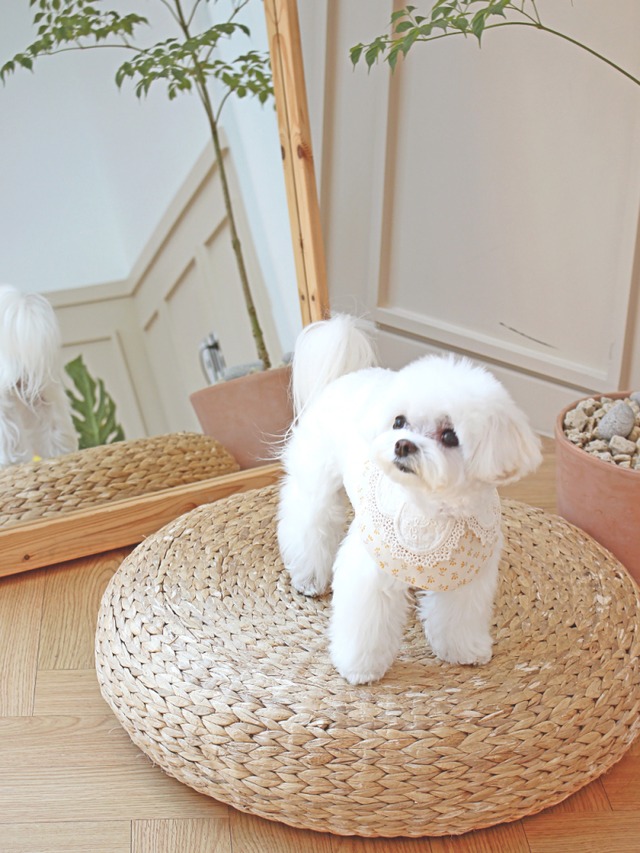 〈予約アイテム〉EYOU  ケープ / Yellow Flower