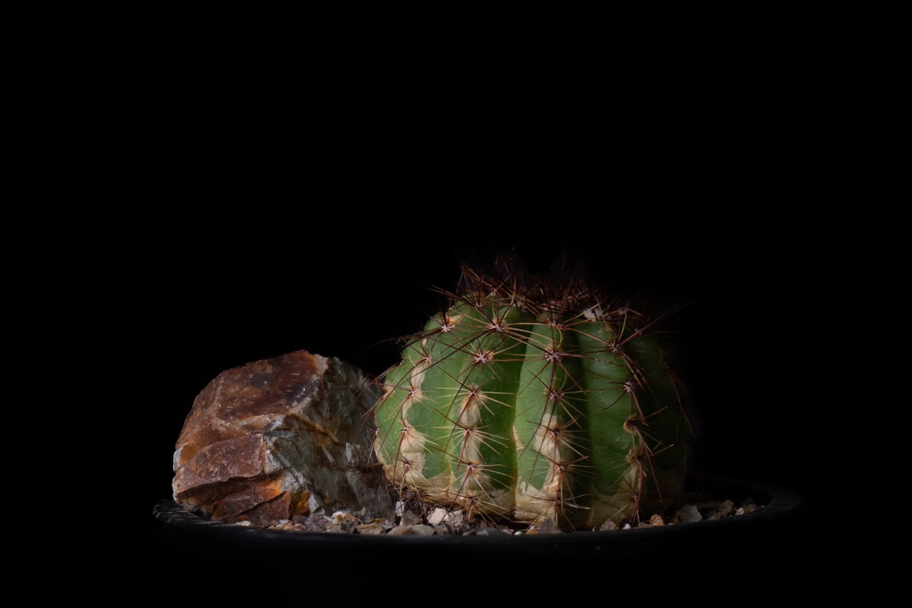 Habitat Style Parodia ottonis 青王丸