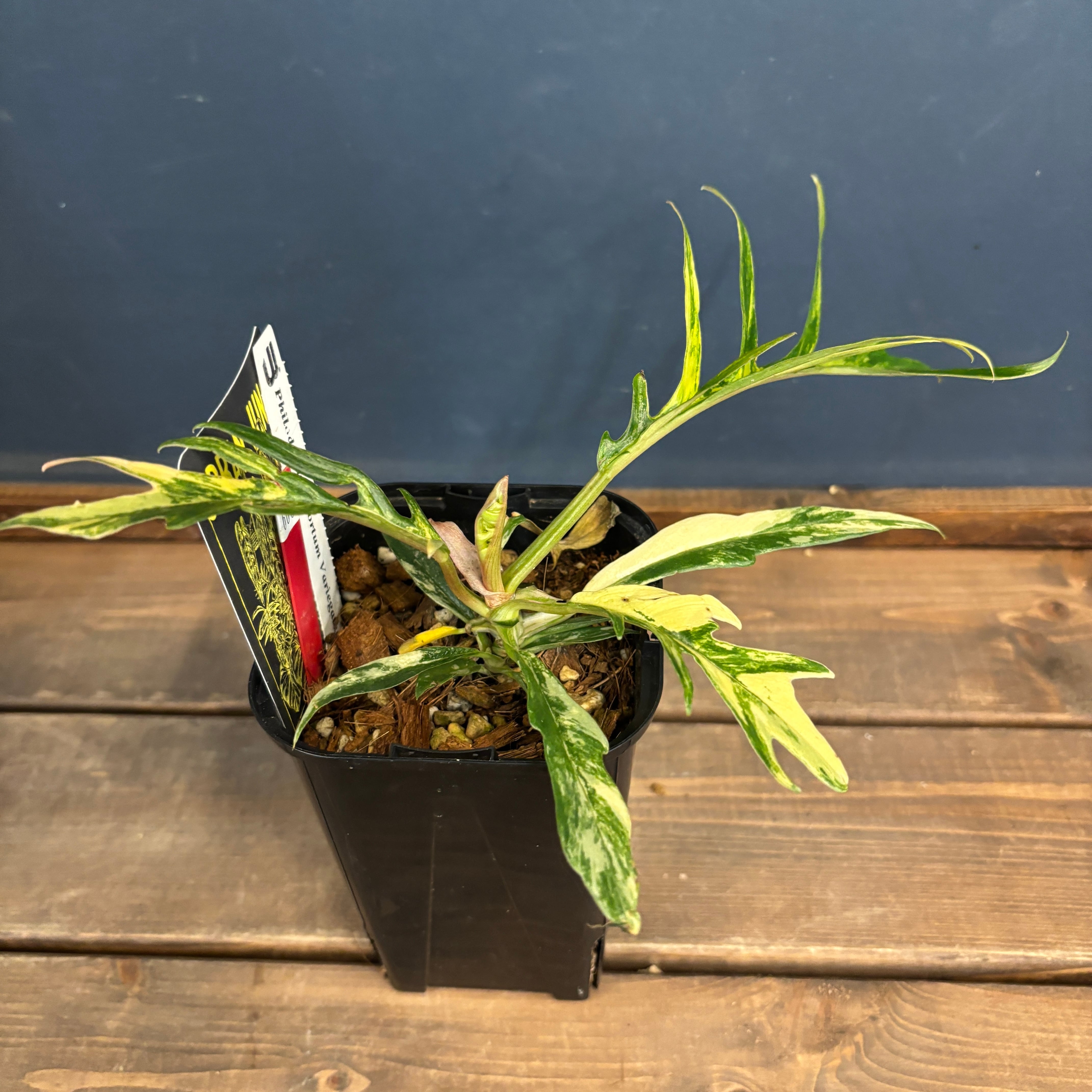 超絶希少 フィロデンドロン　トータム　アルボ斑入り BASE抽選販売(限定価格)】フィロデンドロン トータム 斑入り