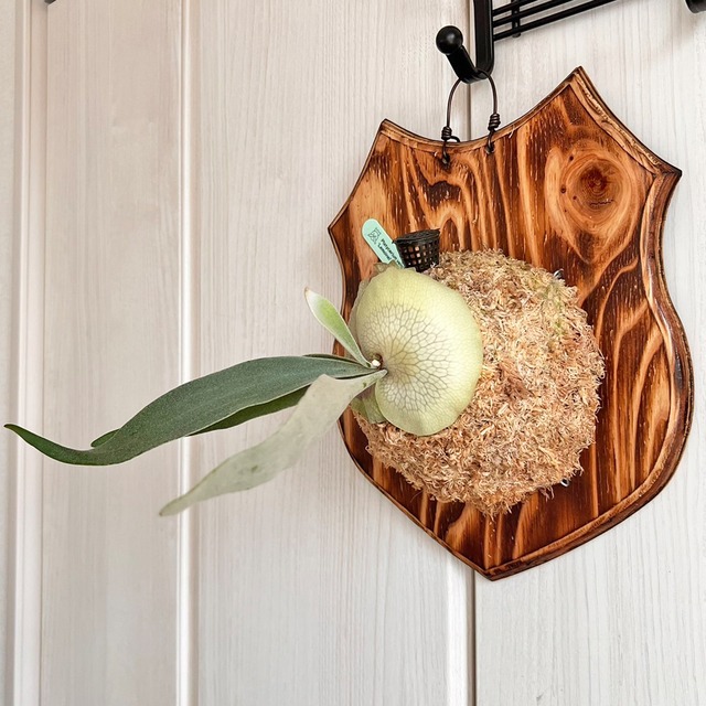 ビカクシダ レモイネイ 板付 【観葉植物 室内 コウモリラン】