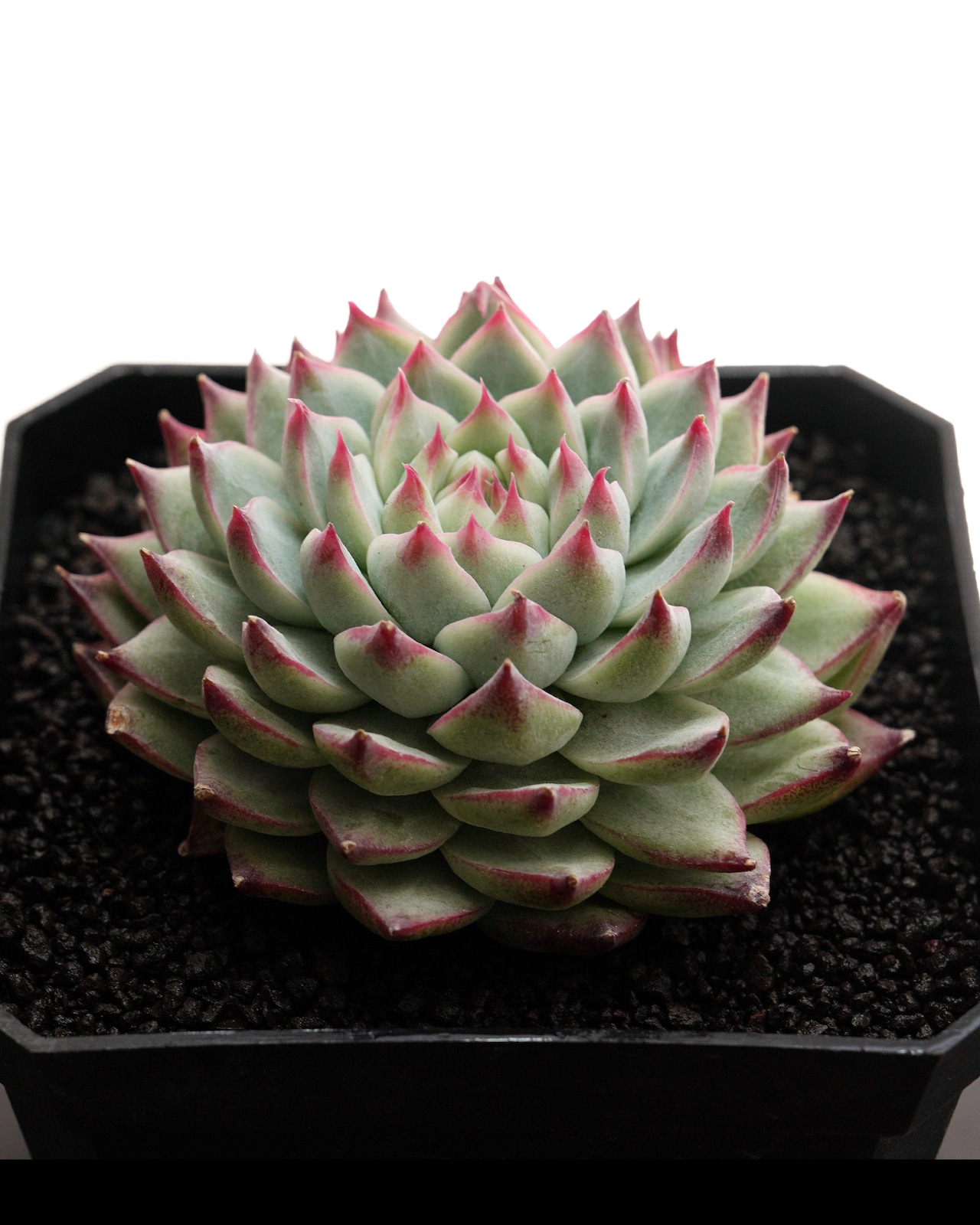 カット苗 キャドバリー Echeveria 'Cadbury'