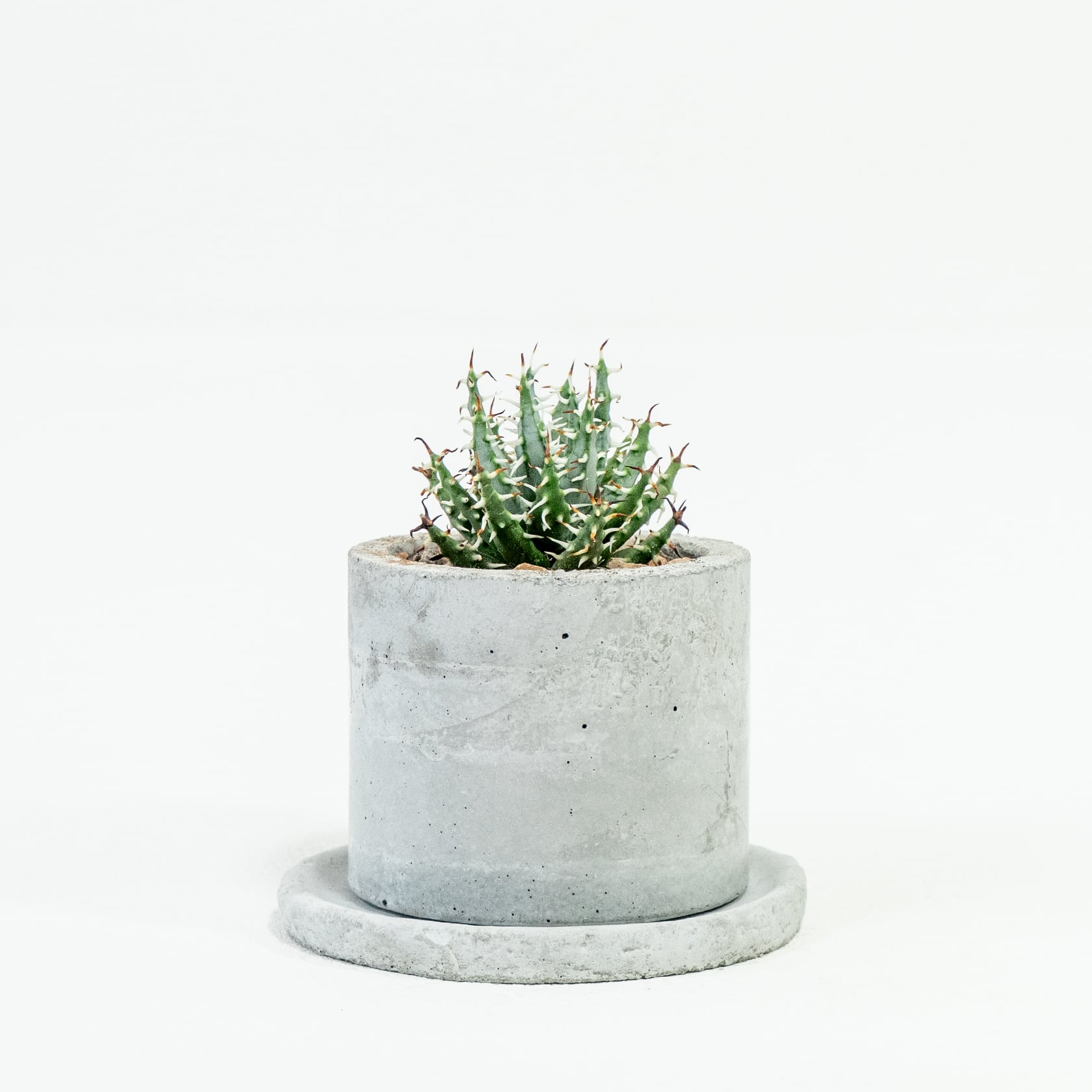 アロエ・メラナカンサ 鋭い黒棘と立体的な葉姿を楽しむ希少種|一点物ハンドメイドモルタル鉢セット インテリアグリーン【虫発生抑制用土】