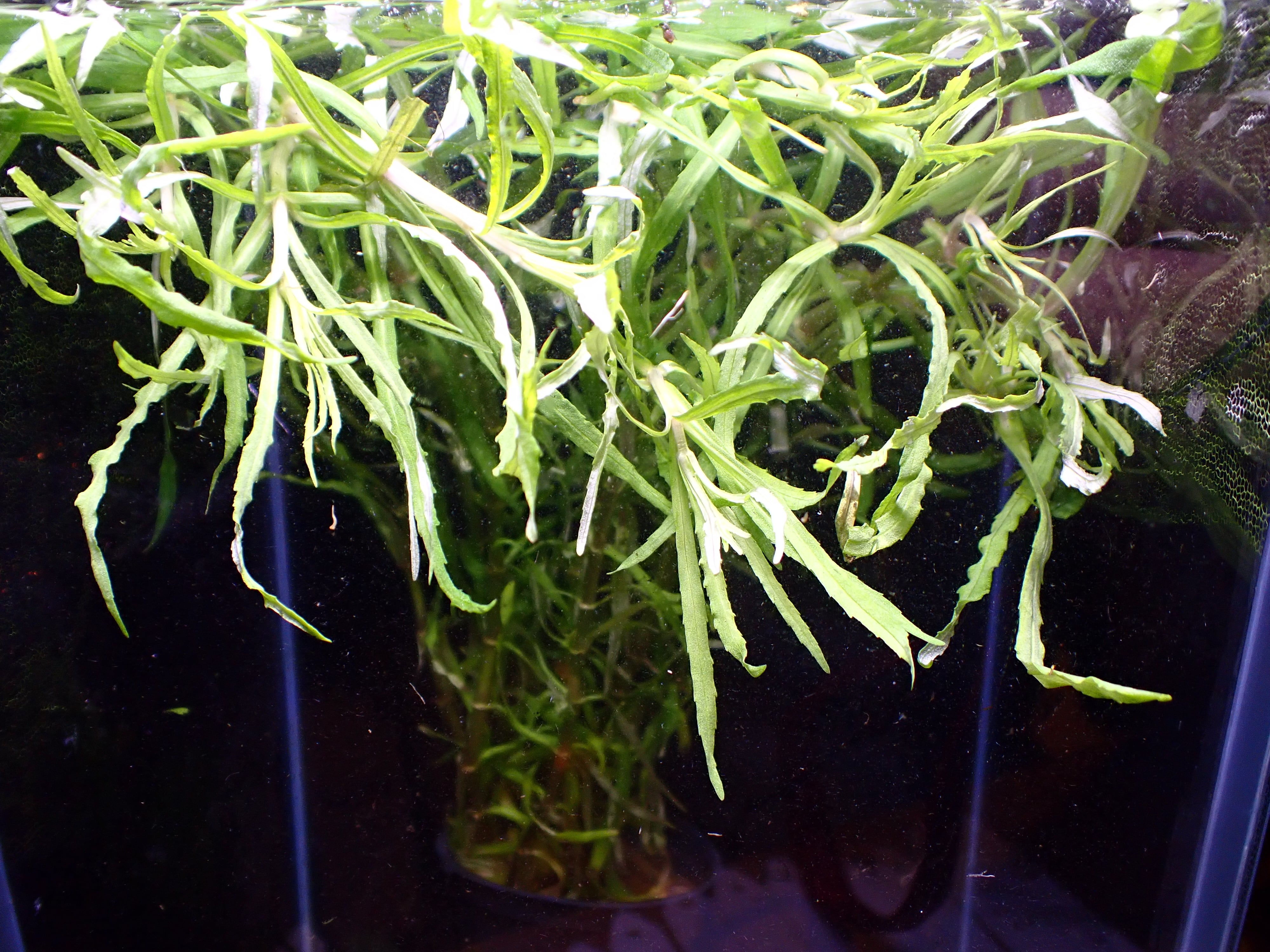 植物 | AQUA SHOP sprout