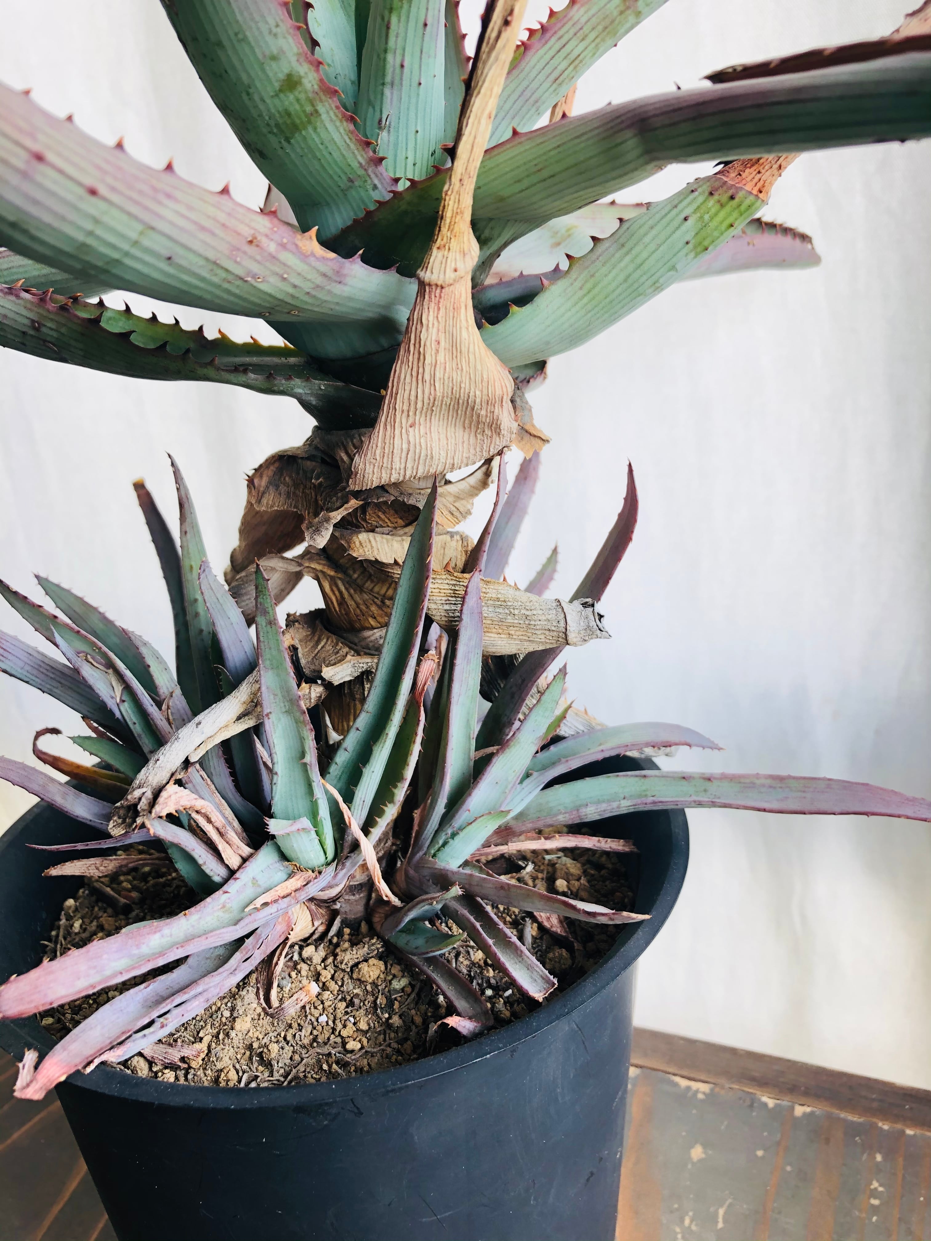 Aloe glauca アロエ グラウカ 桜花錦 | plants MARU ーサボテン・多肉