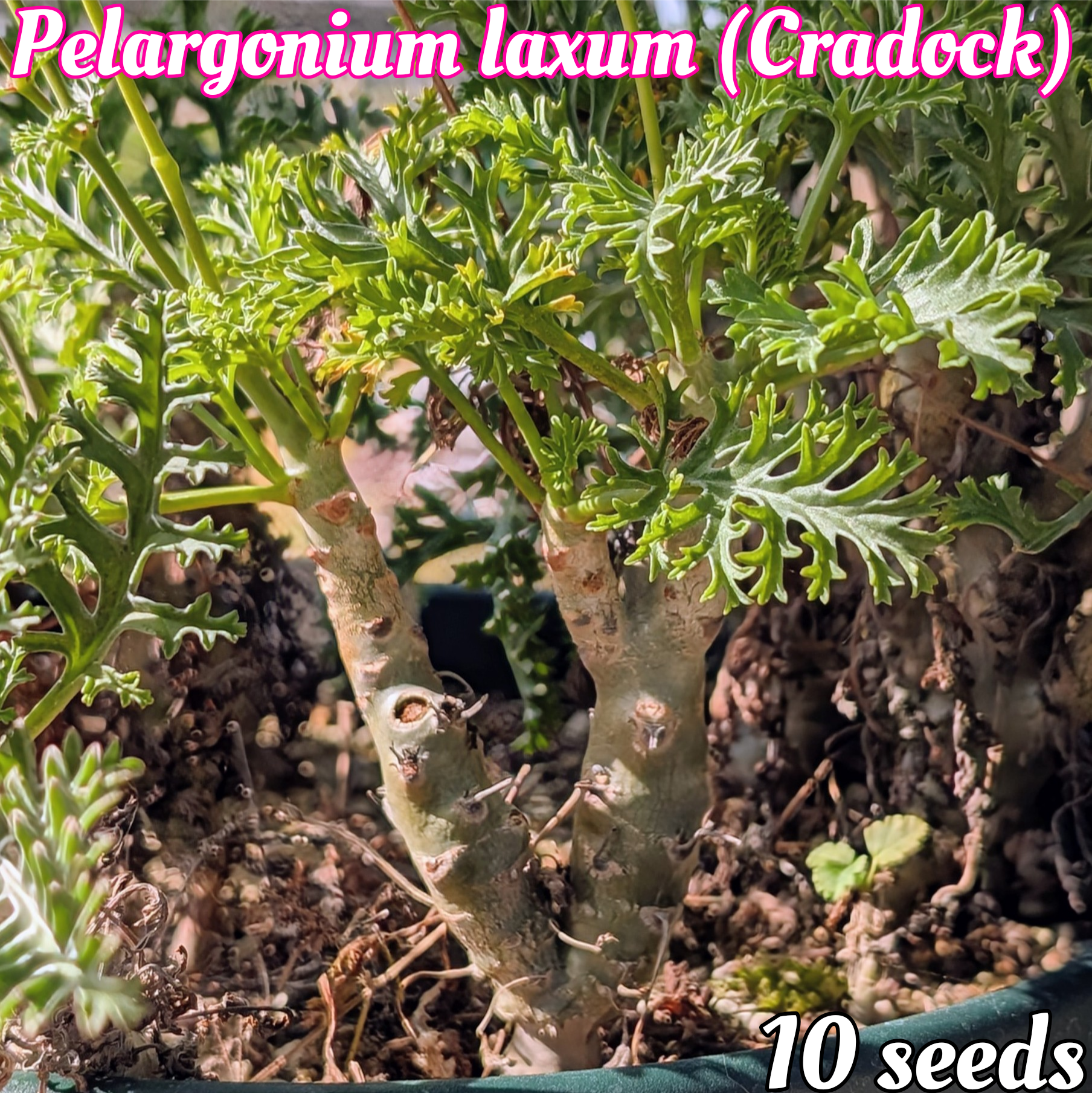 種子(少量パック)/10粒】Pelargonium laxum (Cradock, RSA