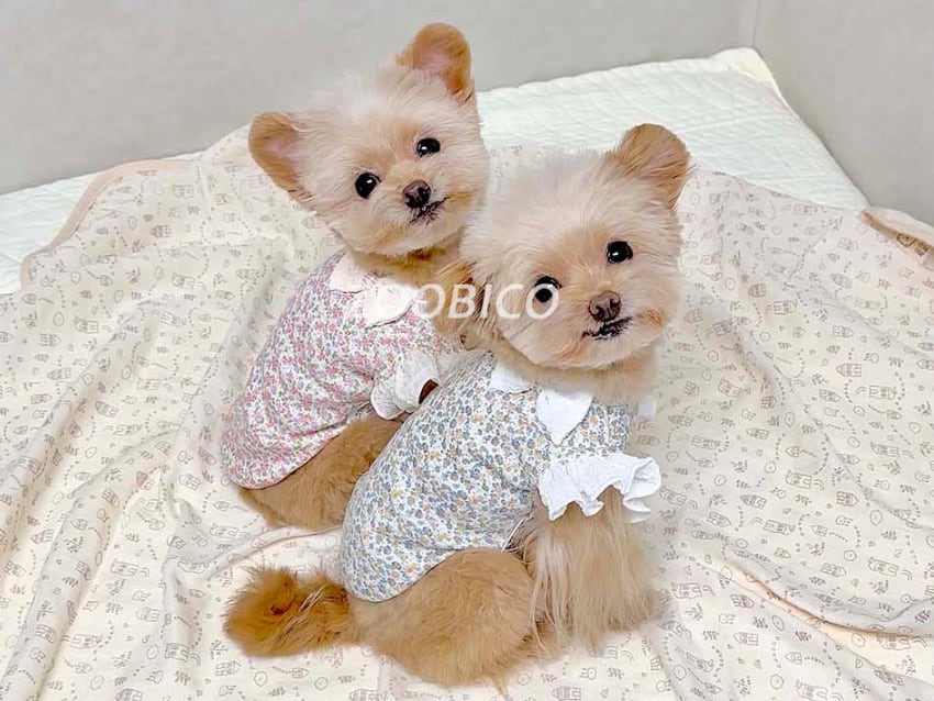 jelly flower t-shirt S ~ XL 2color / 犬服 春夏 Tシャツ ドッグウェア ブラウス 花柄 フリル袖 袖なし ストレッチ コットン 韓国犬服 可愛い