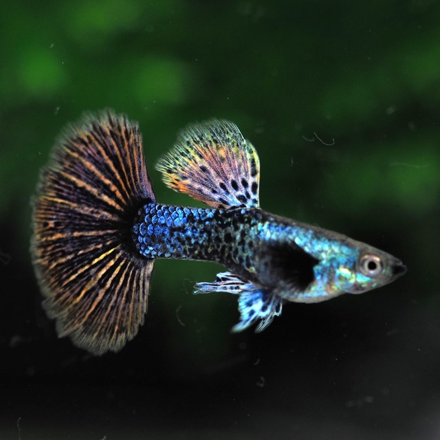 【現物】プラチナダークドラゴンビッグドーサルダンボリボン　1カルテット＋おまけ1トリオ