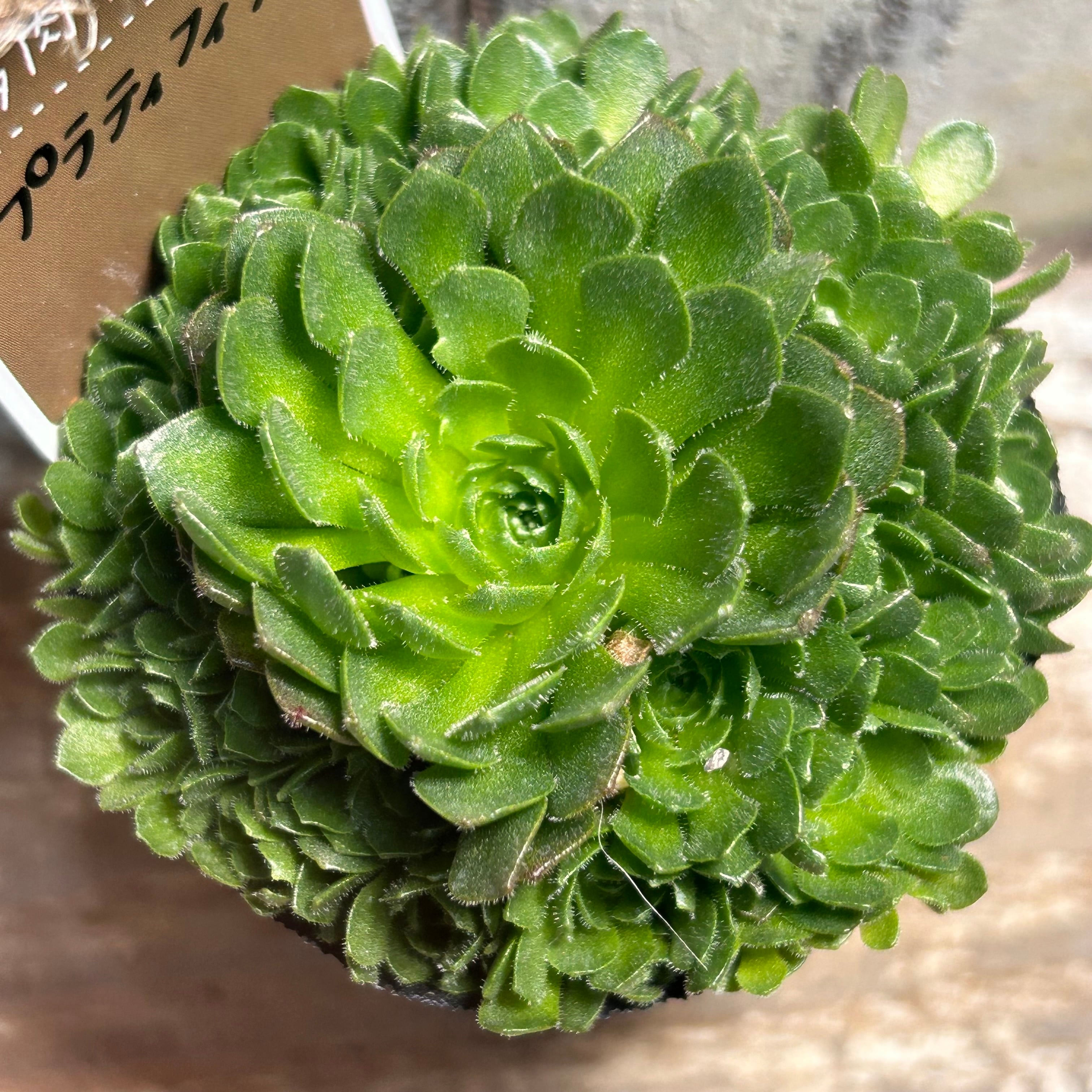 紫牡丹 センペル | RuPo 多肉植物専門店