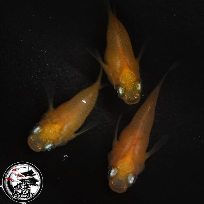 〖1ペア〗初恋ダルマ　メダカ 成魚｜改良メダカ 人気品種 メダカ販売