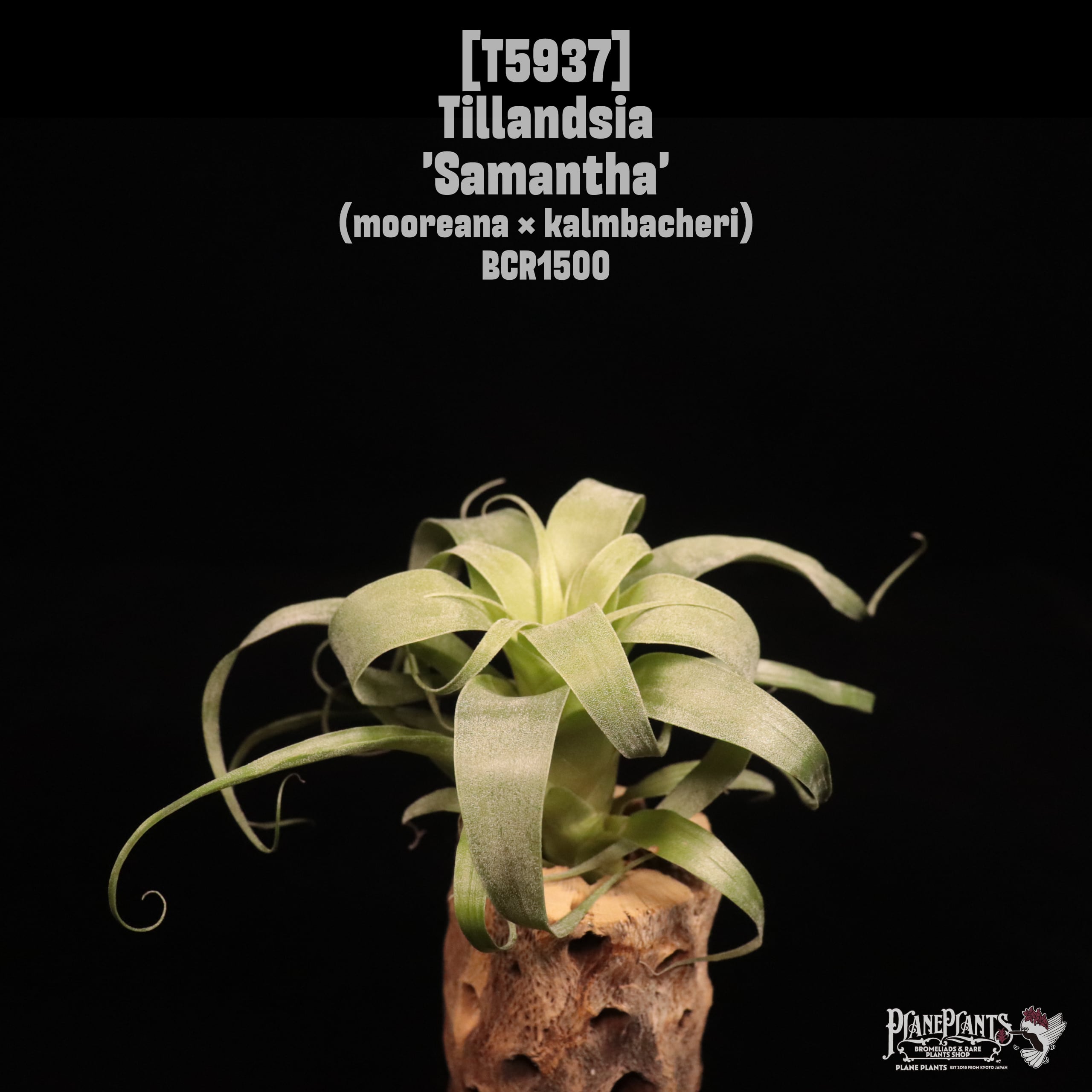 Tillandsia 'Samantha'〔ティランジア〕T5937