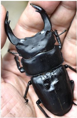 米搗最大級】Oxynopterus sp.コメツキムシ 69mm ハムシフンチュウ