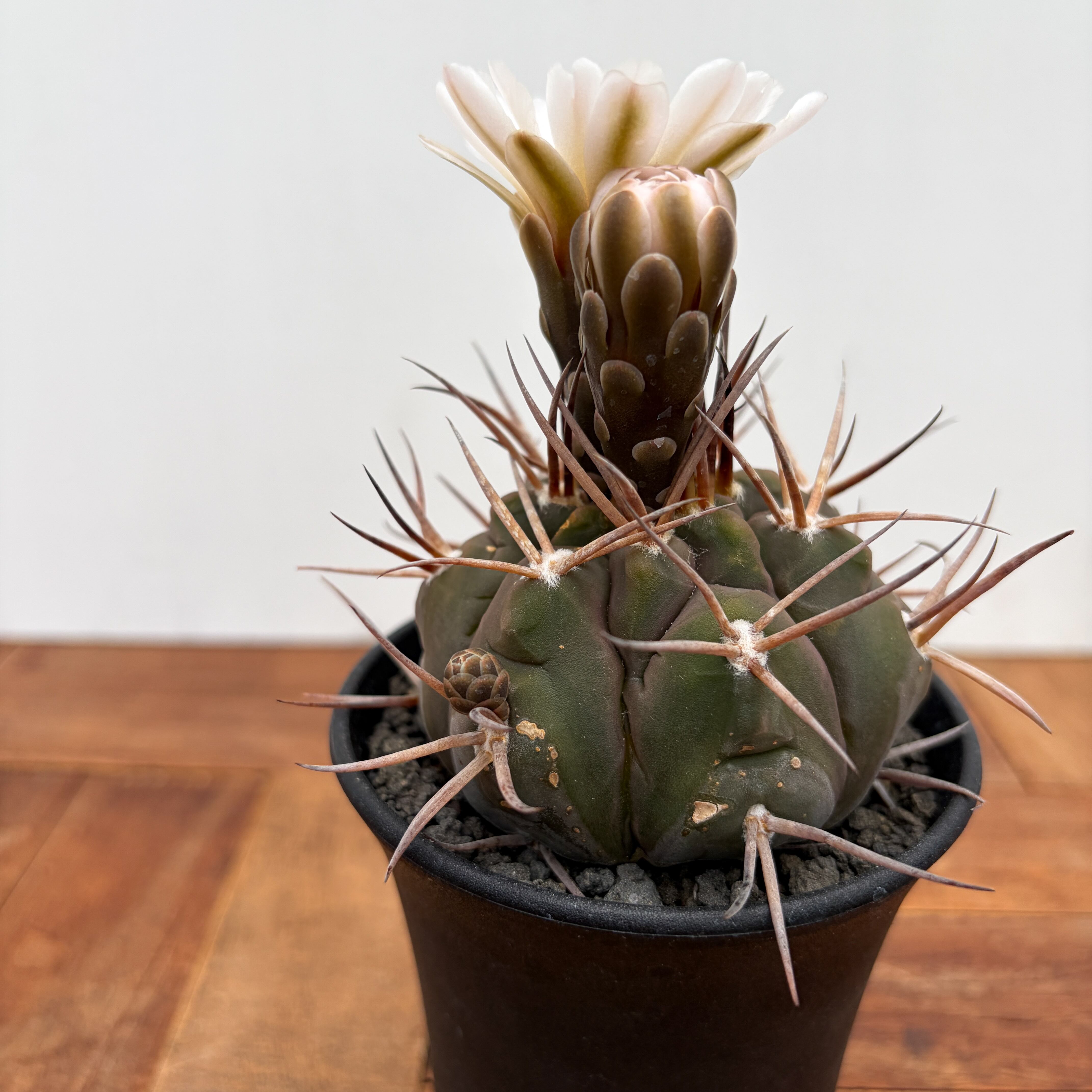 Gymnocalycium mazanense【ギムノカリキウム・守金魔天竜】 | RIMO'S