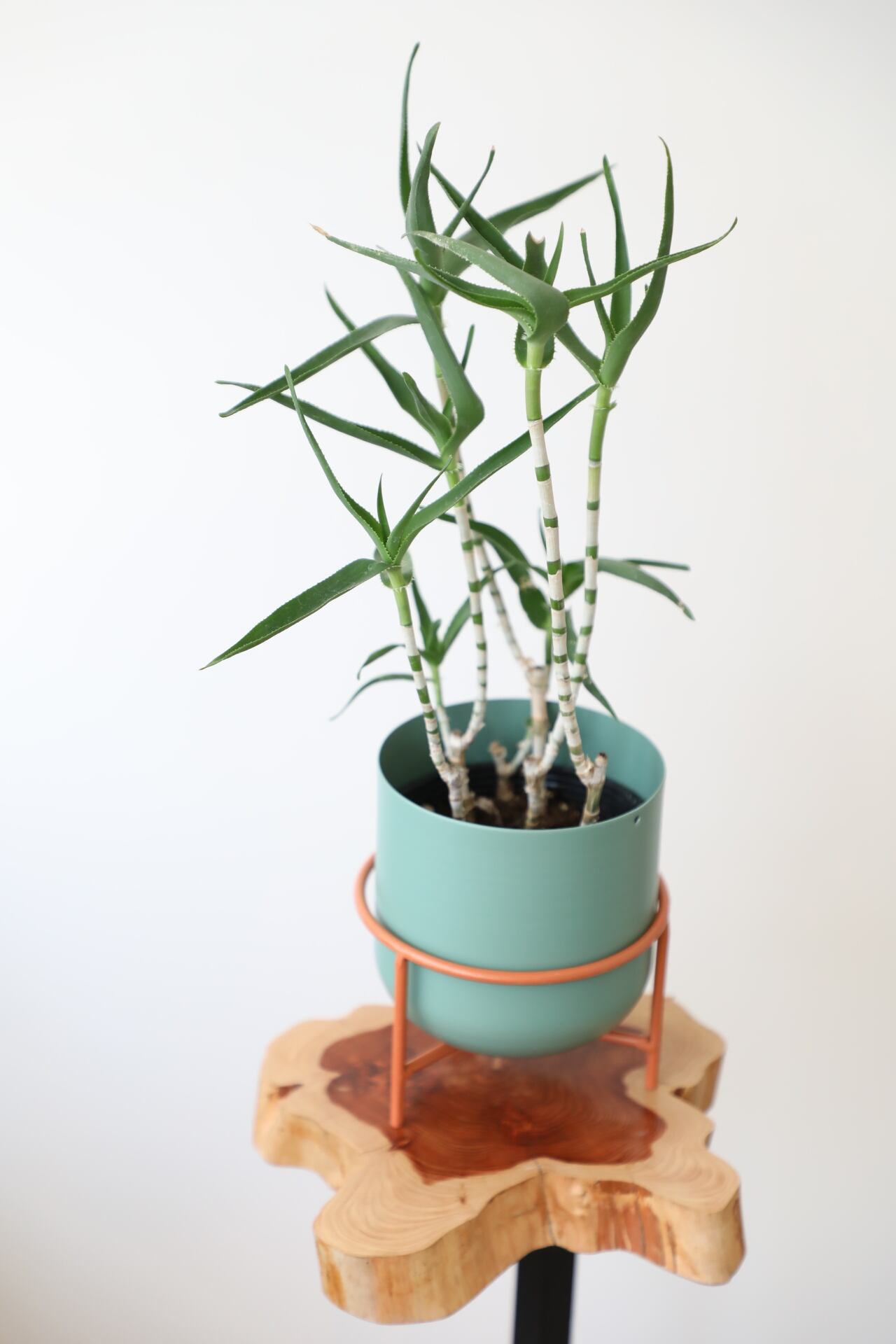 アロエ 青々錦/Aloe ※スチール鉢カバー付き | 【厳選植物・器】MIDORI