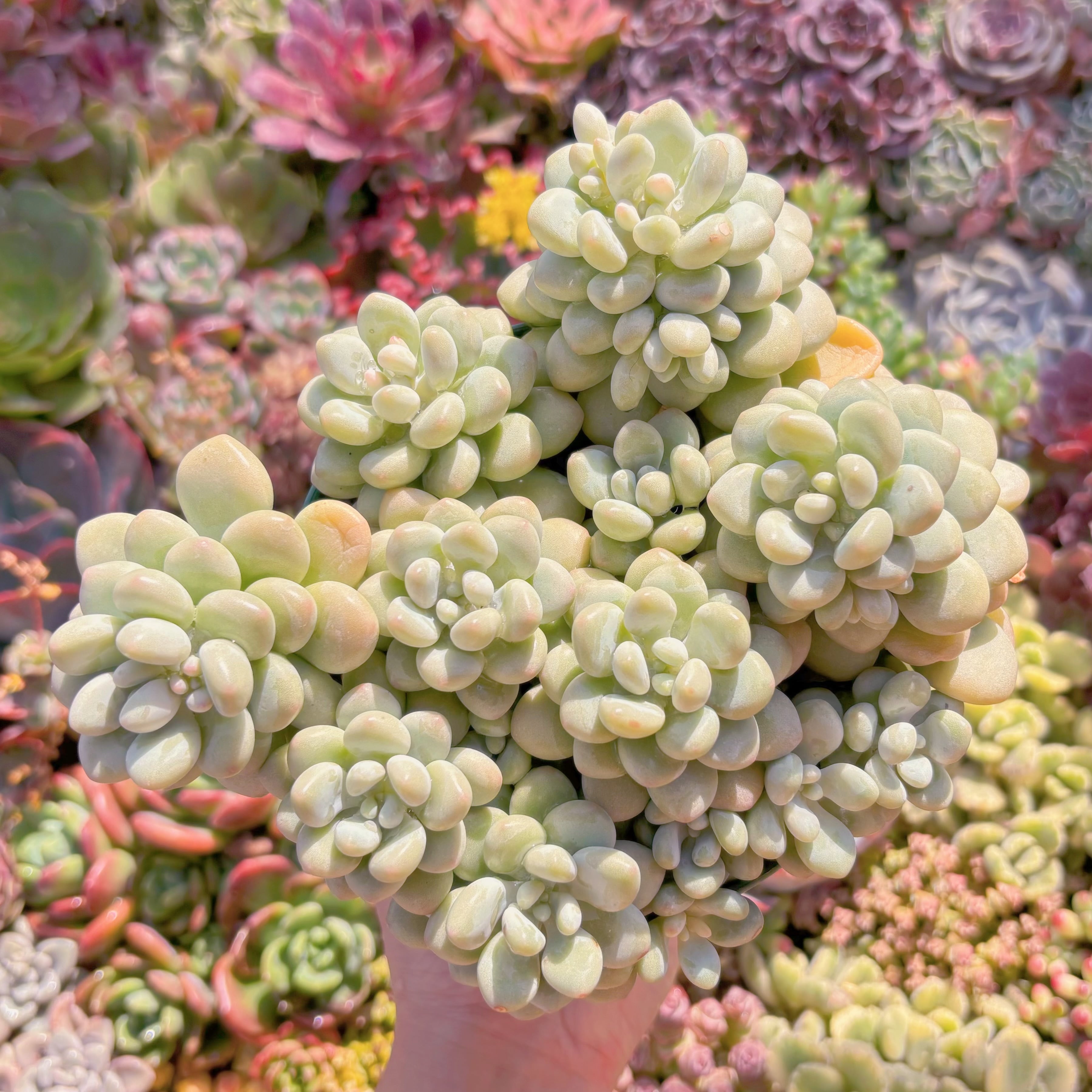 現品　ぎょぽぽ#K019　大群生　新入荷　るる農園