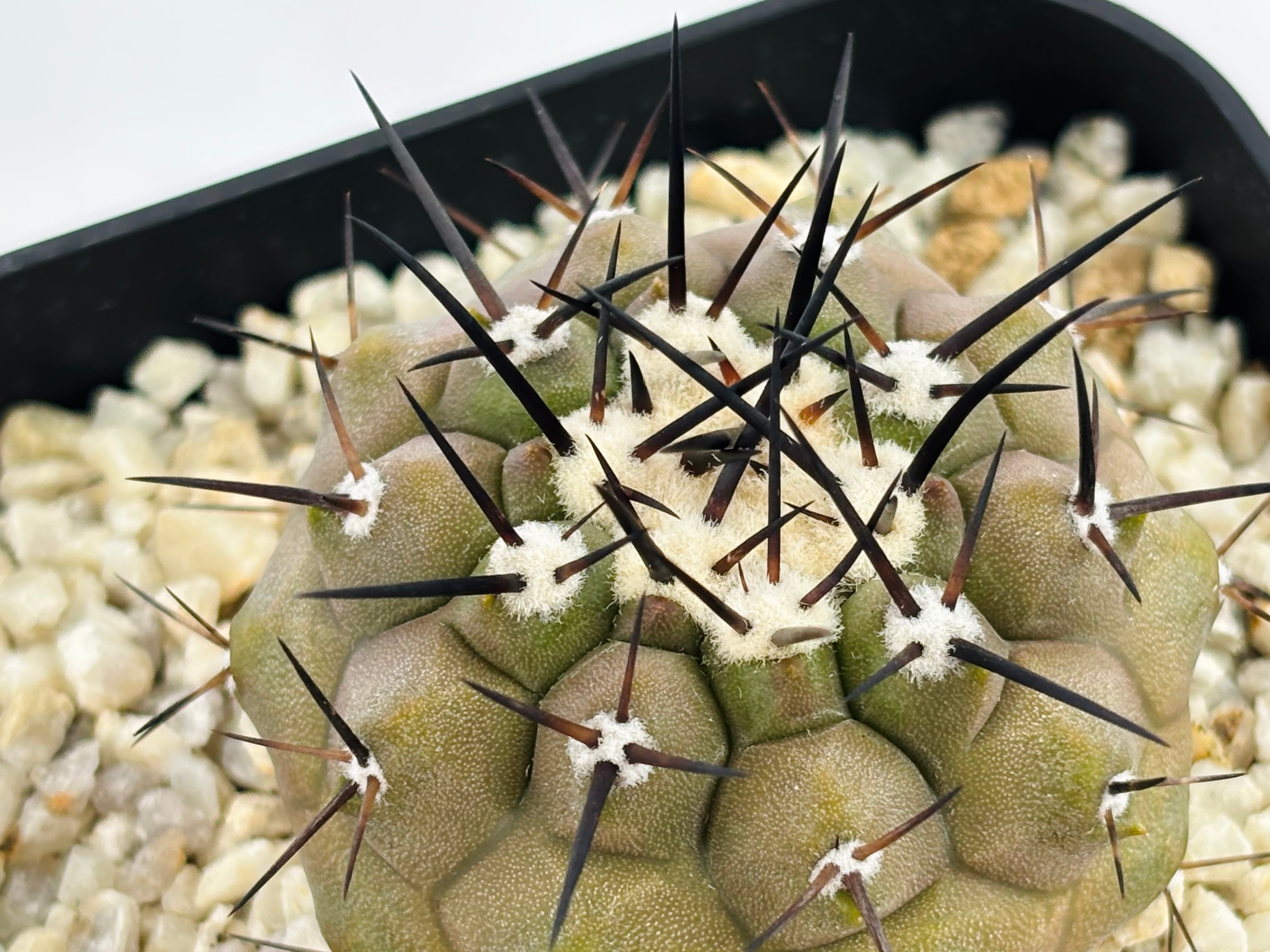 Copiapoa cinerea コピアポア シネレア 黒王丸 サボテン | plants MARU