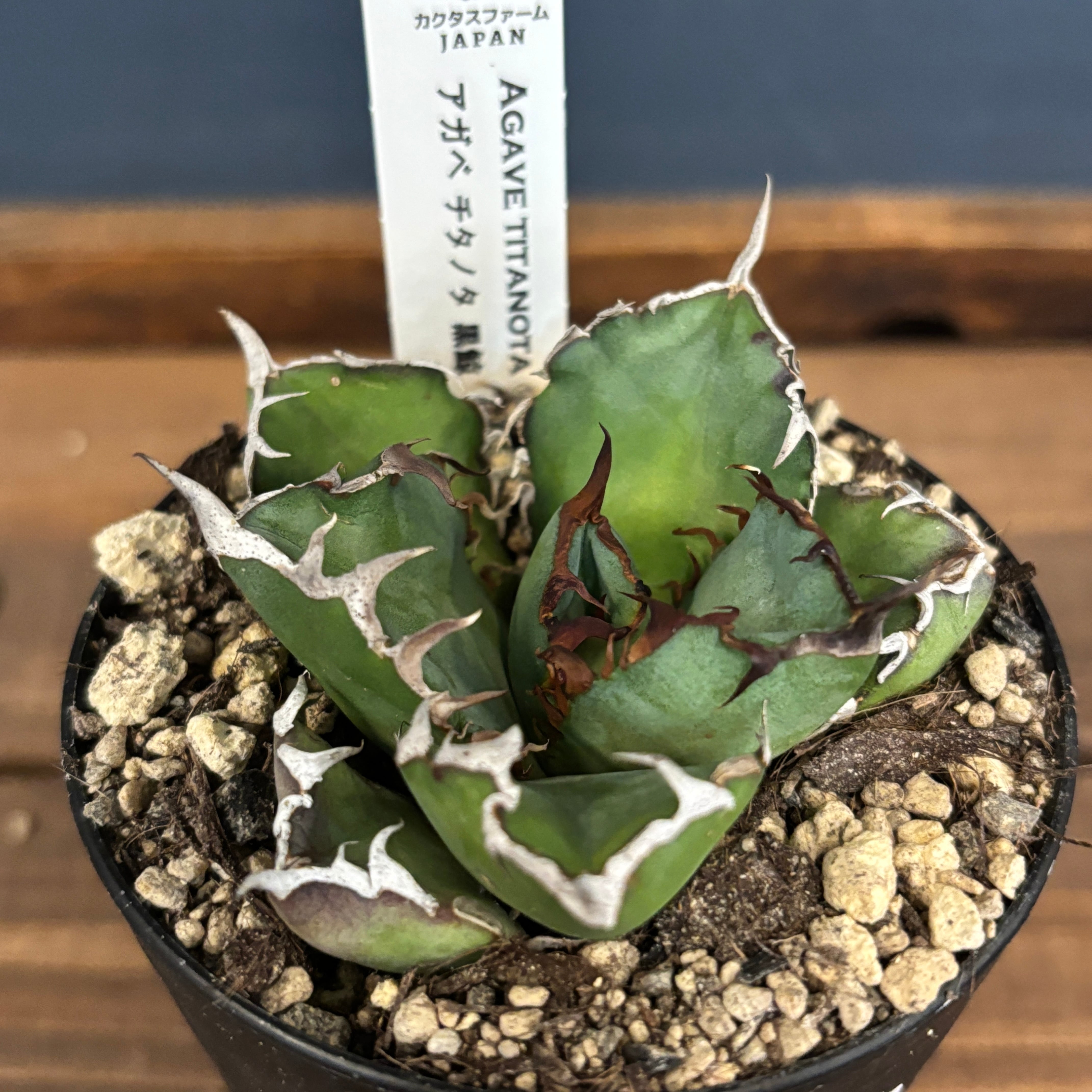 アガベ チタノタ 黒鯨【981】