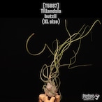 Tillandsia butzii XL〔ティランジア〕T5887