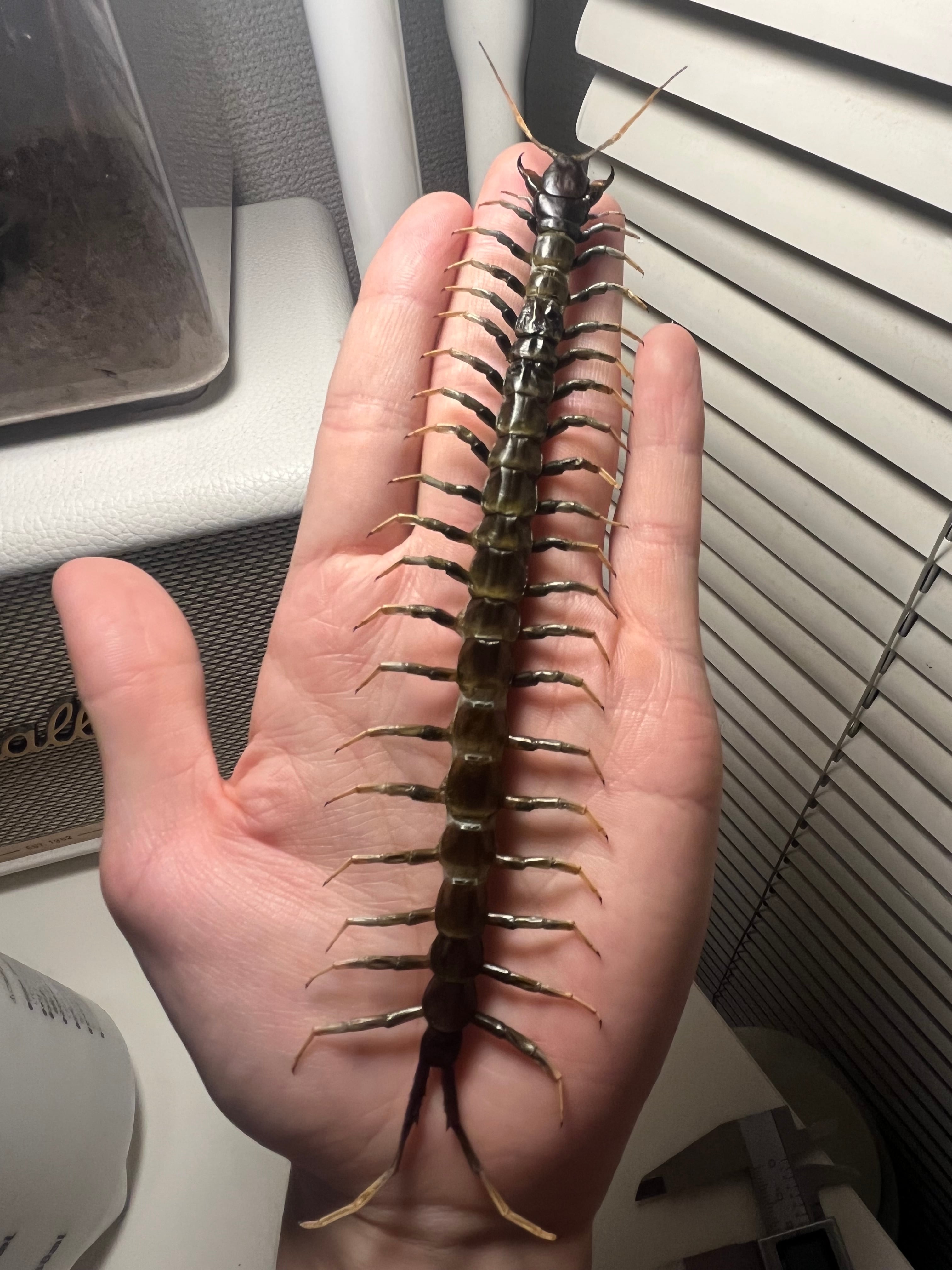 虫 197mm】スラウェシブラックセンチピード Scolopendra subspinipes