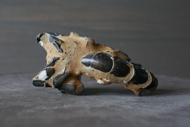 オーストラリア産ロブスター化石 Thalassina anomala Fossil  820