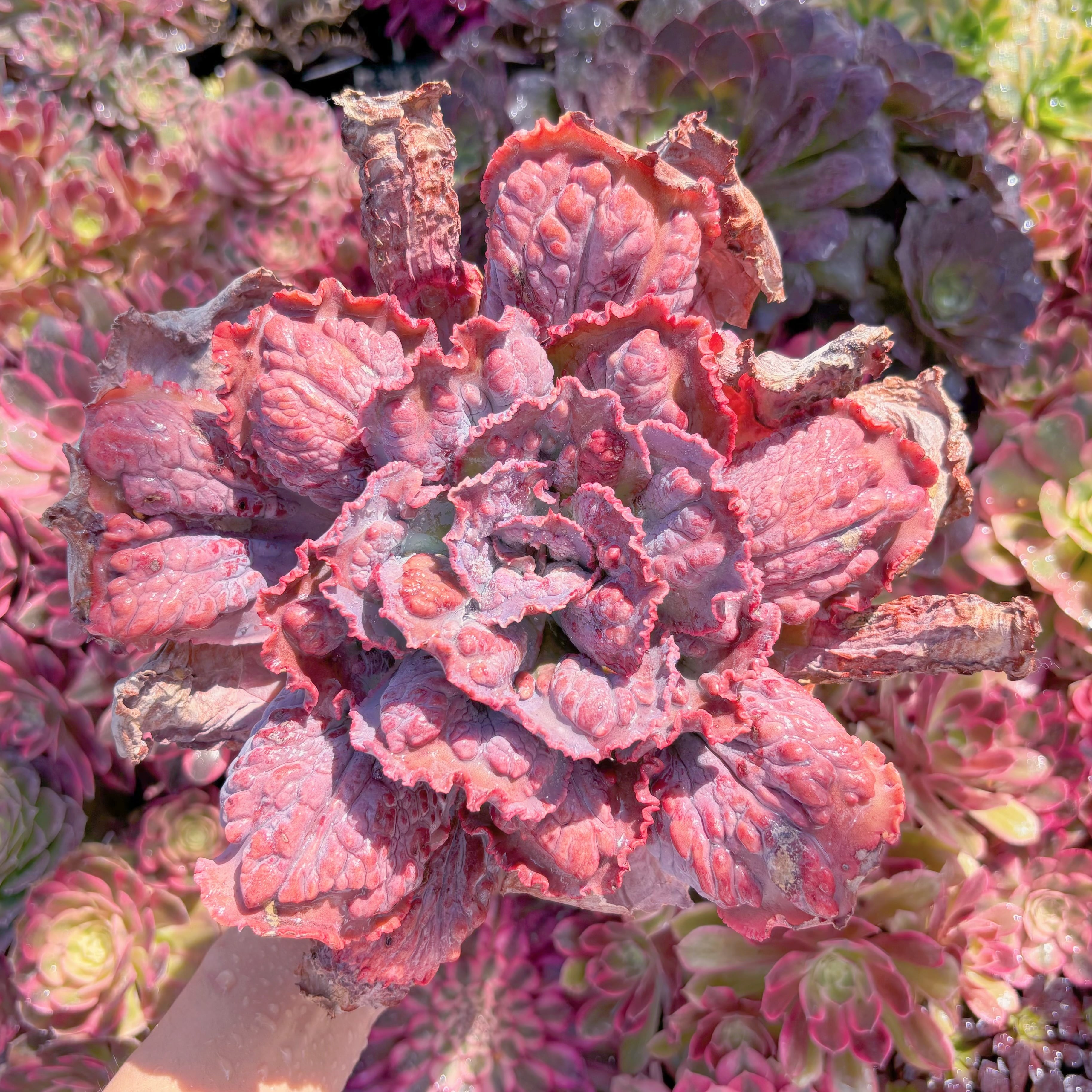 現品　cancanxBaron Bold#E08　特大苗　るる農園