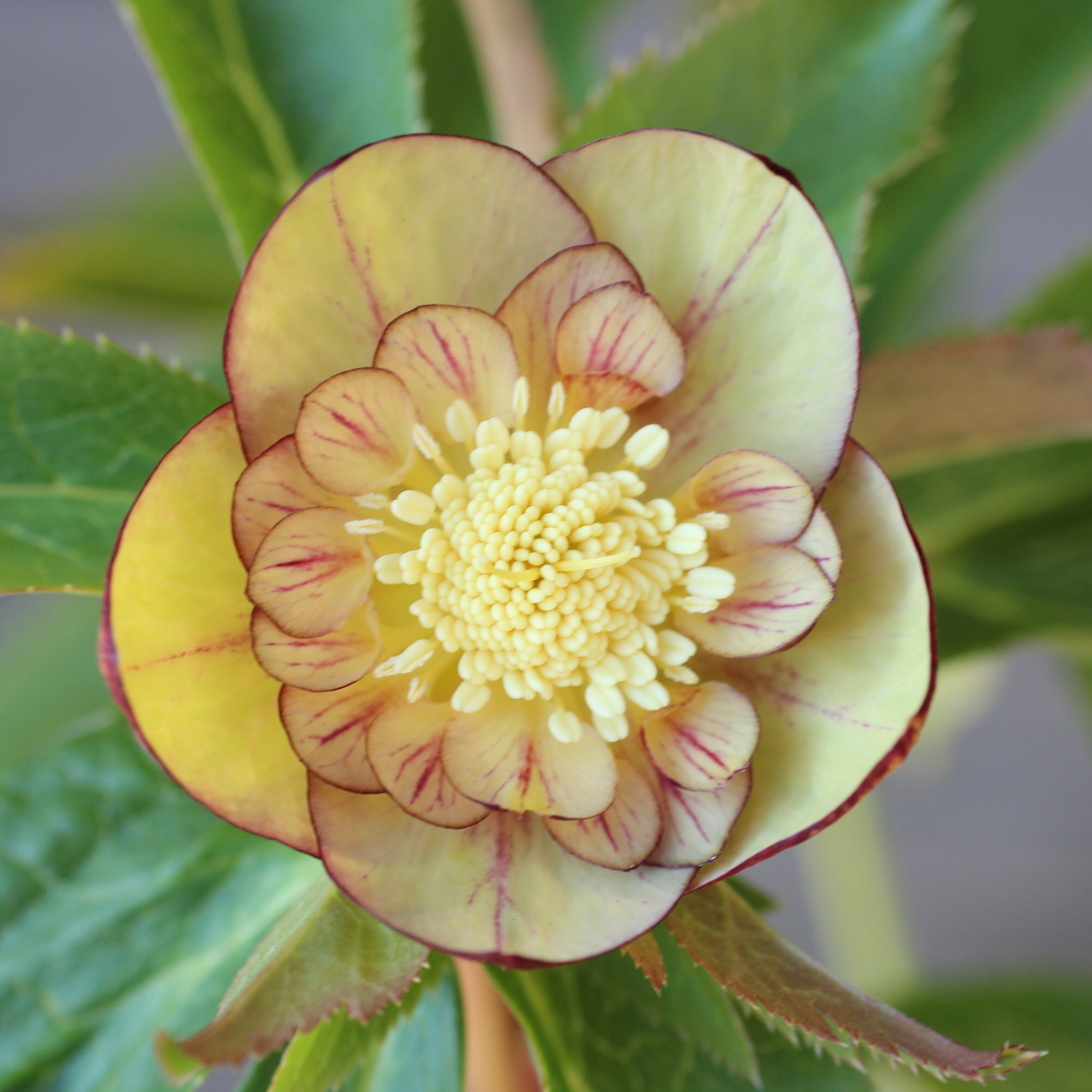 WS26-045 クリスマスローズ ウィンターシンフォニー オーレア系