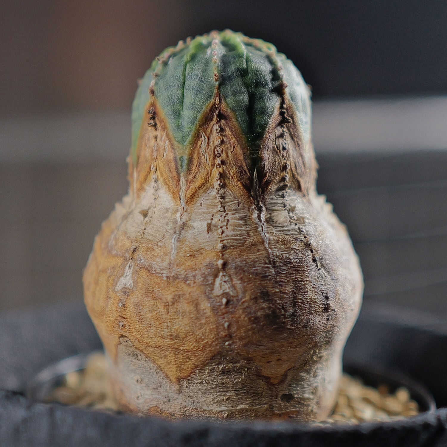 メス株【超厳選株】白木 木質化 美模様 マイクロ マウンテン オベサ / ユーフォルビア