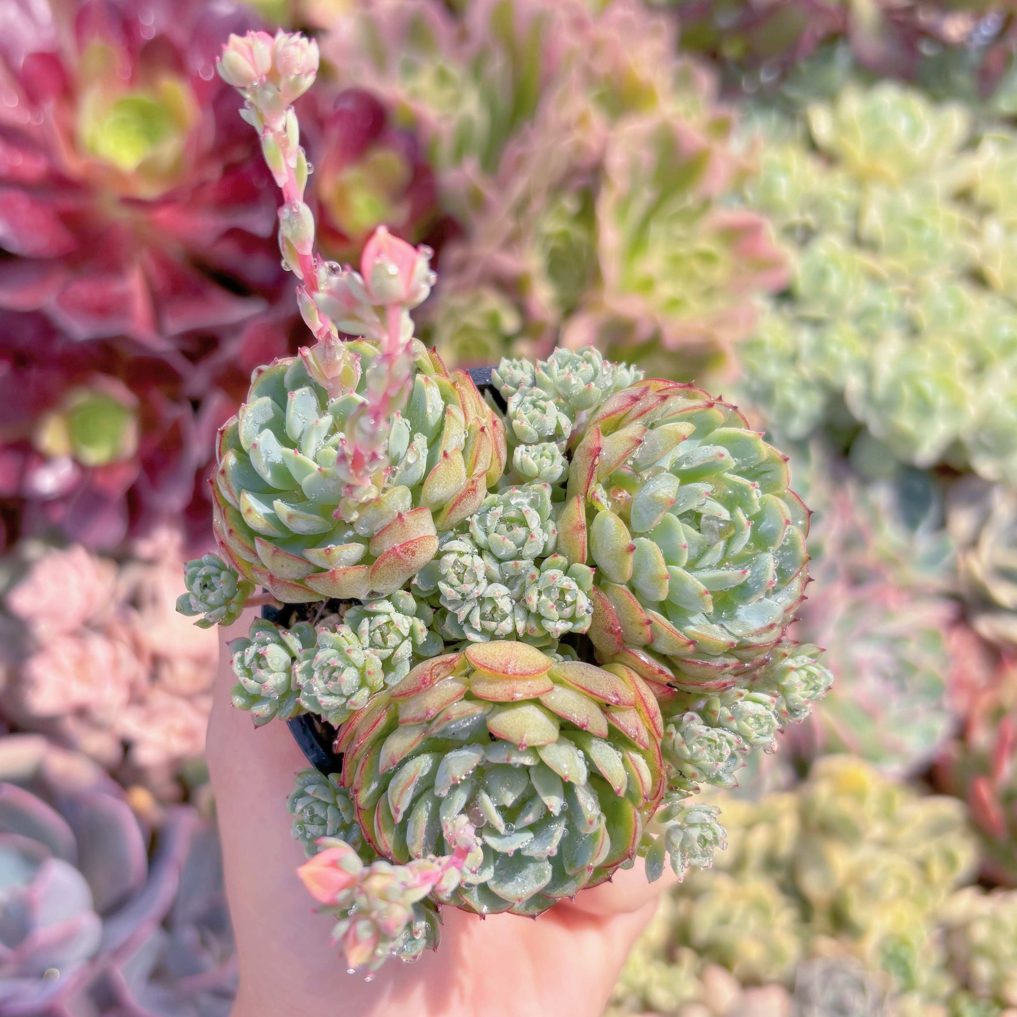 現品　レッドボート#D04　群生　るる農園