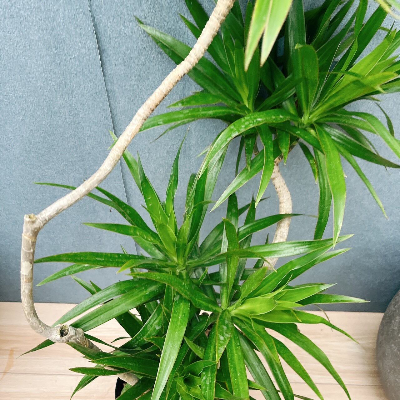現品］【希少】40番 ドラセナ ナビー 6号 観葉植物 大型 室内 おしゃれ