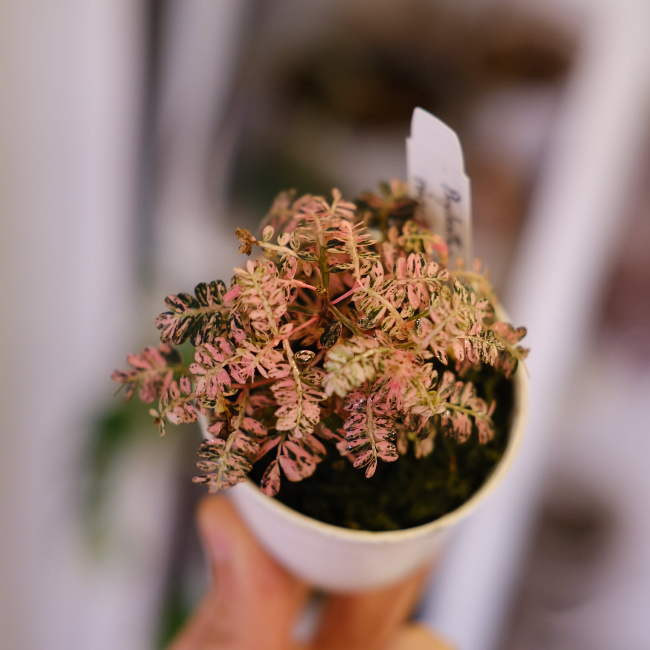 Phyllanthus urinaria 'Pink Variegated'│フィランサス・ウリナリア