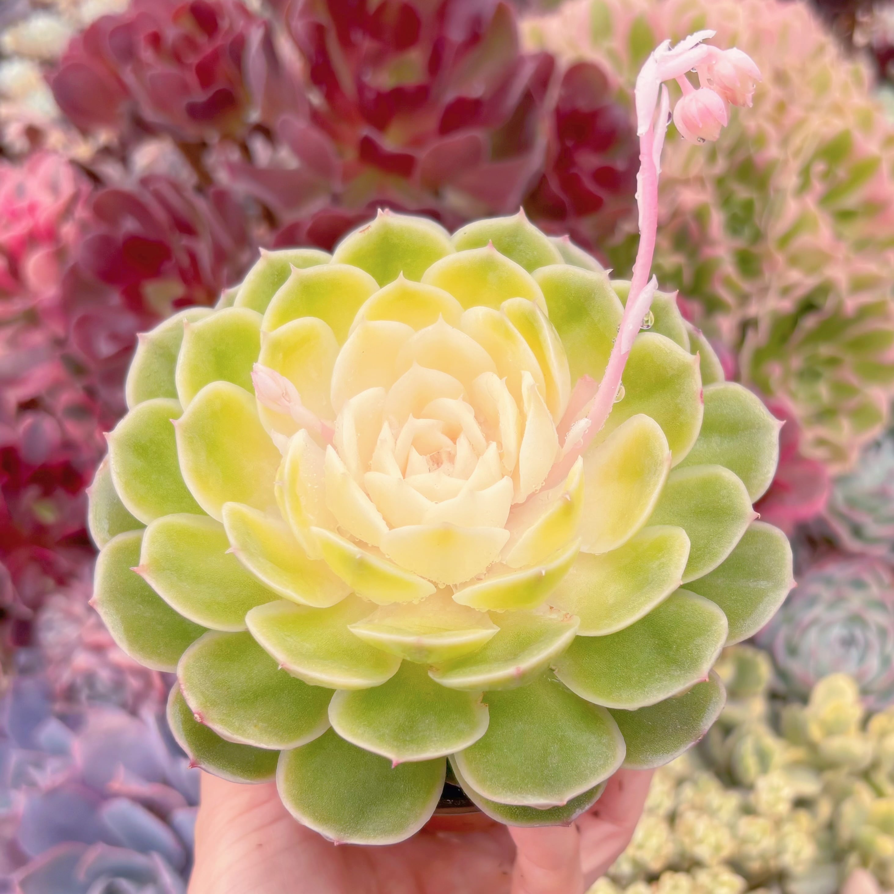 現品　オンスロー錦#931　大苗　るる農園