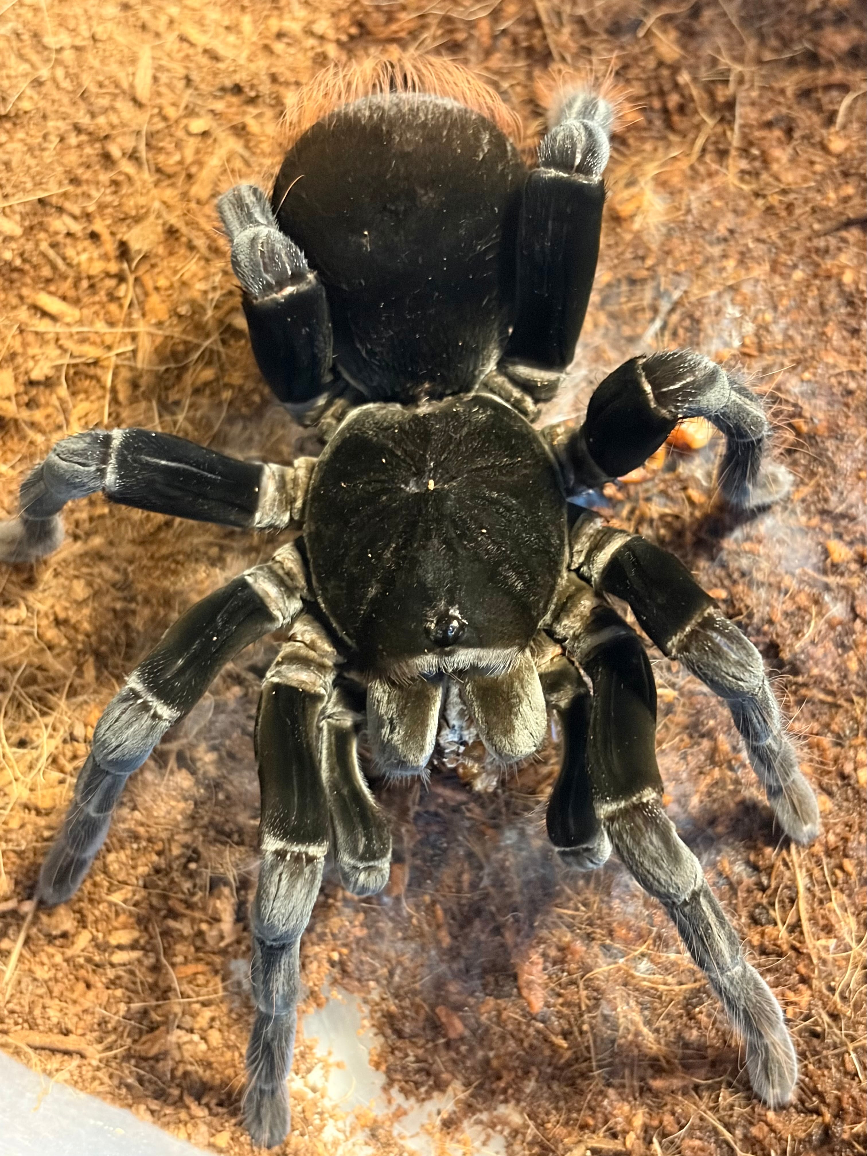 Pamphobeteus | オモニキチュウ