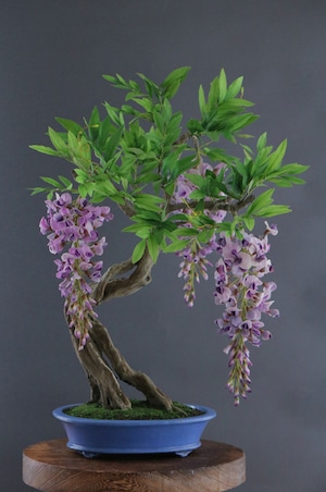 盆栽 藤 Wisteria  Bonsai #105