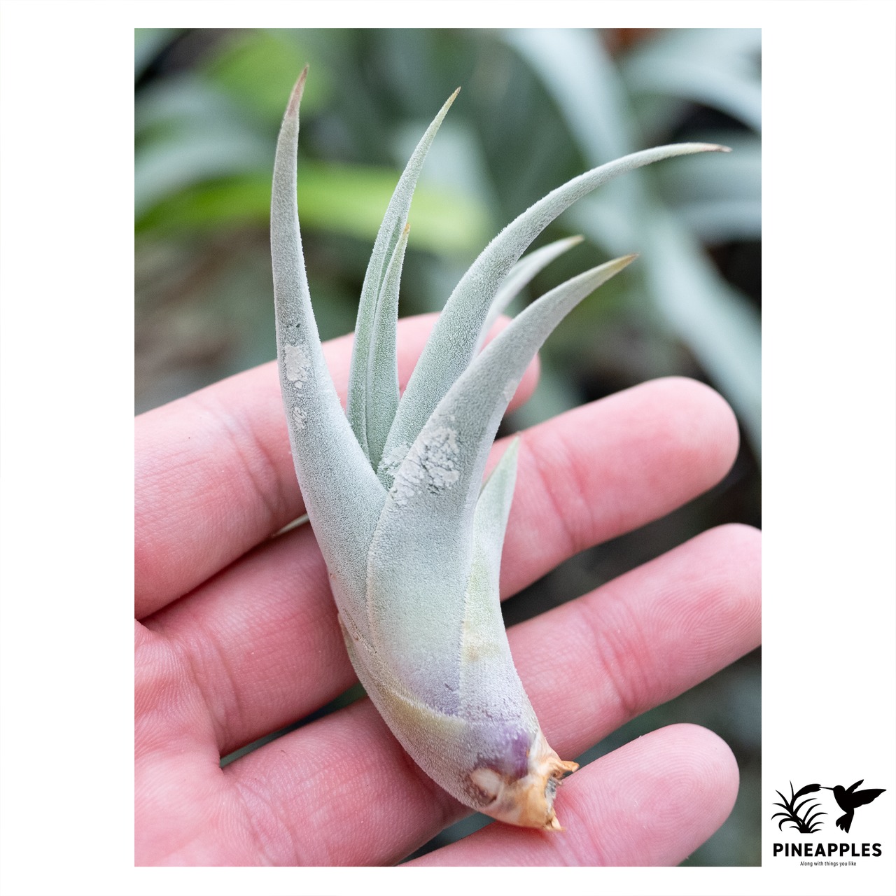 Tillandsia aff. barfussii 'Monster Clone' - 2