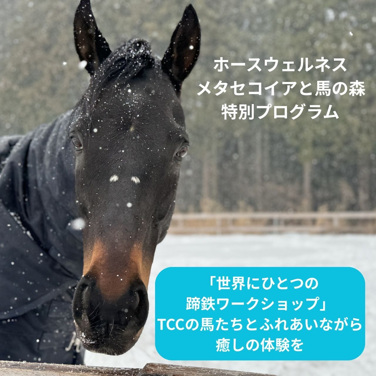 【ゲスト】1月「ホースウェルネス」メタセコイアと馬の森 特別プログラム　「世界にひとつの蹄鉄ワークショップ」　～TCCの馬たちとふれあいながら癒しの体験を