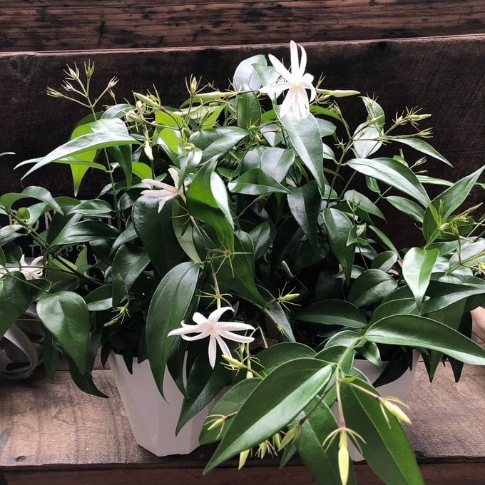 エンジェルウィング ジャスミン 爽やかな香り ガーデニング | 植物の店