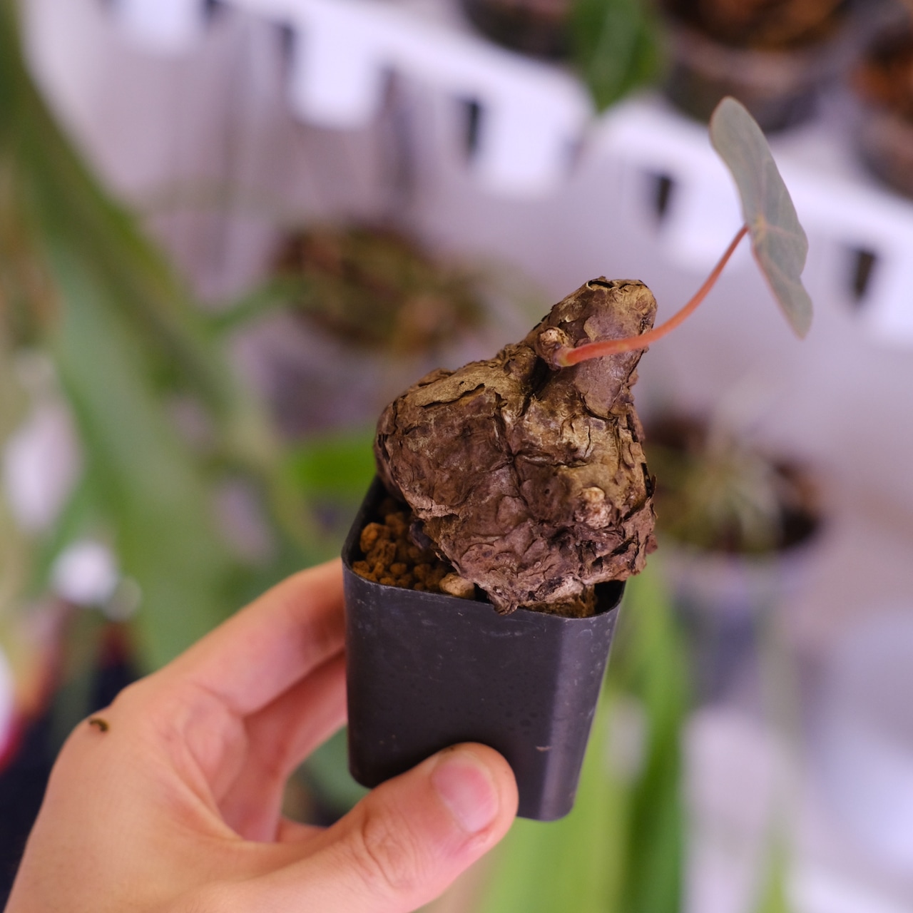 Stephania kaweesakii│ステファニア カウィーサキー│観葉植物