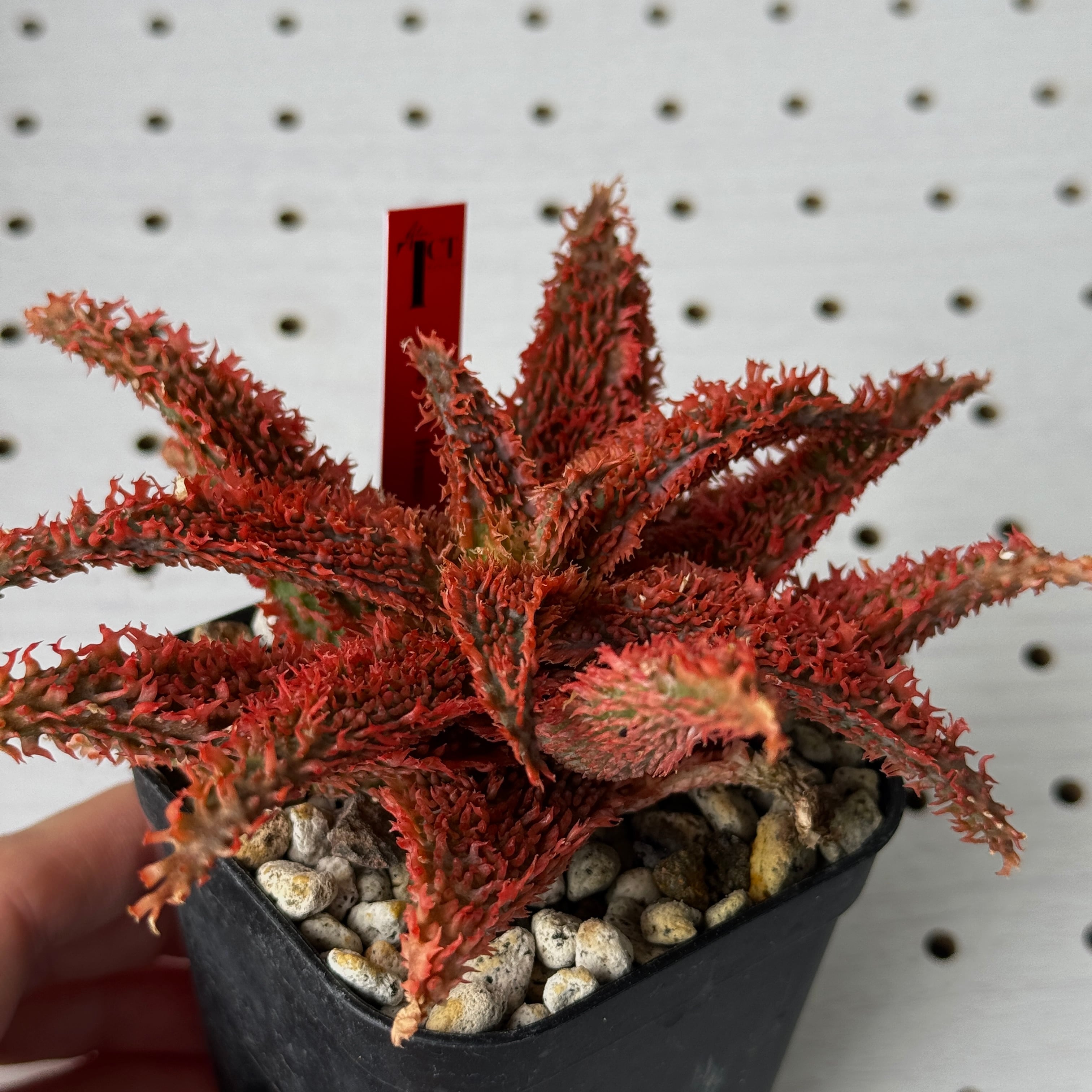 アロエ TCT ハイブリット “選抜個体” 「Aloe Hybrid “Select